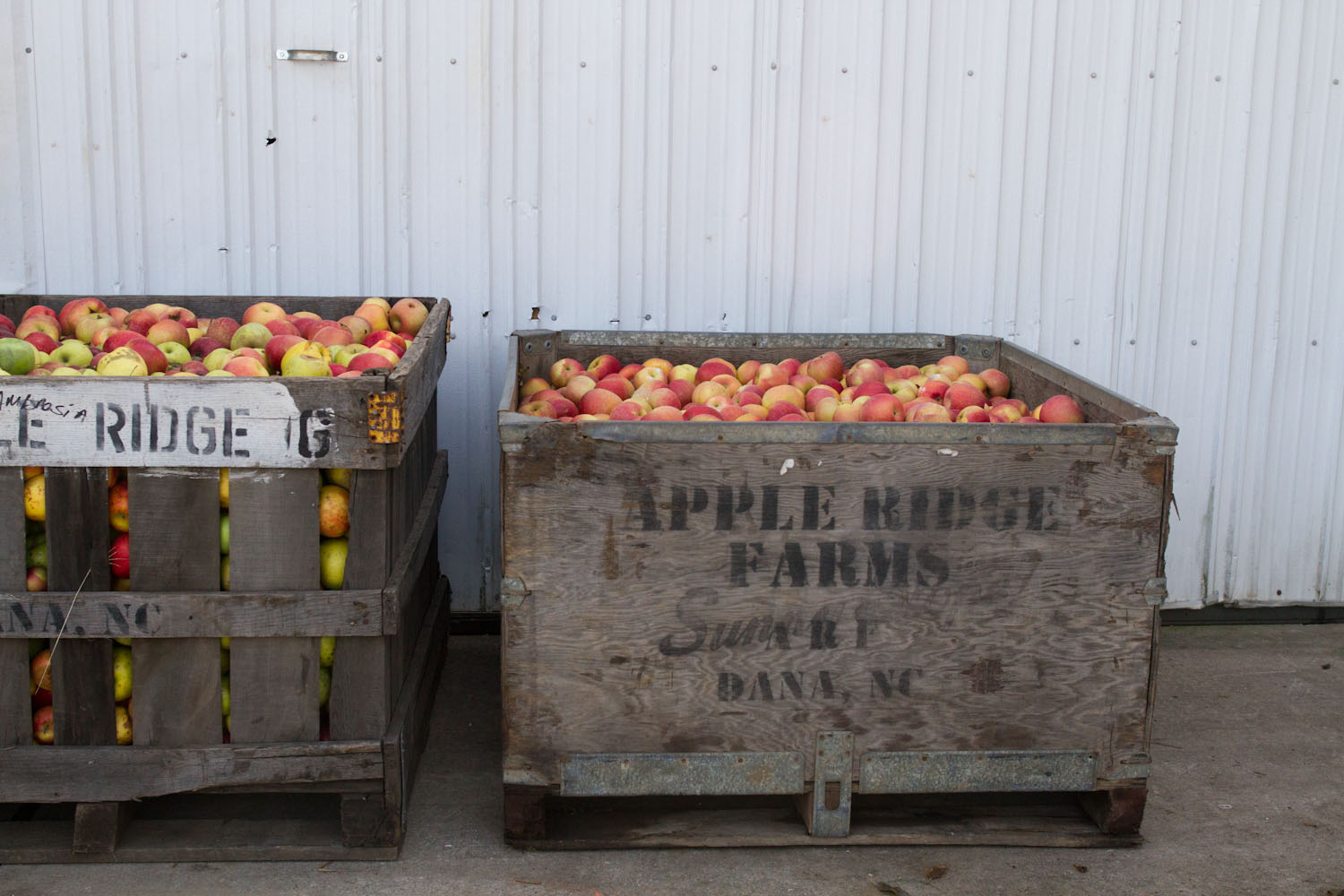 early fall_apples-5404.jpg