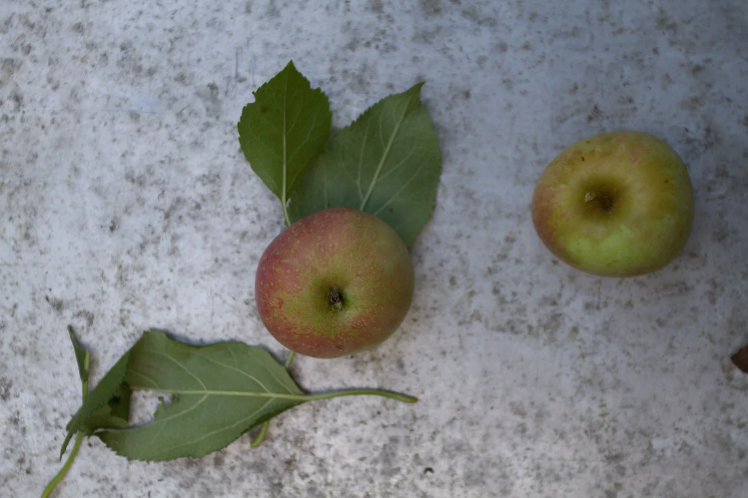 early fall_apples-5414.jpg