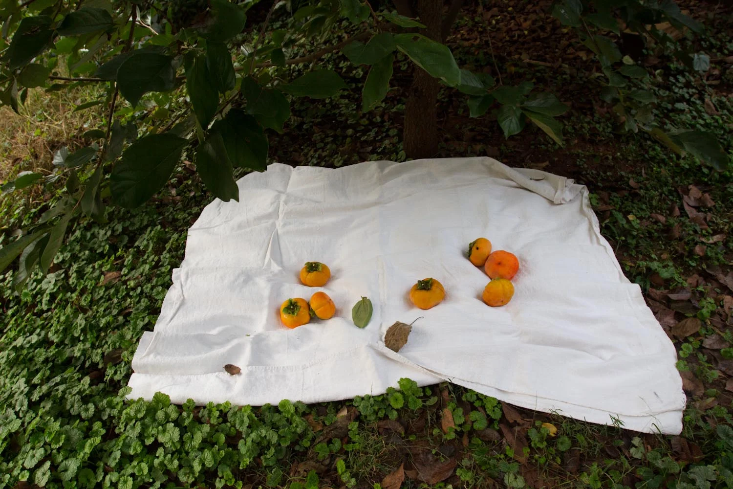 fall_persimmons_poptarts-6972.jpg