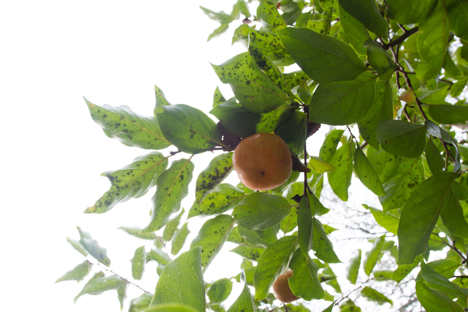 fall_persimmons_poptarts-6973.jpg