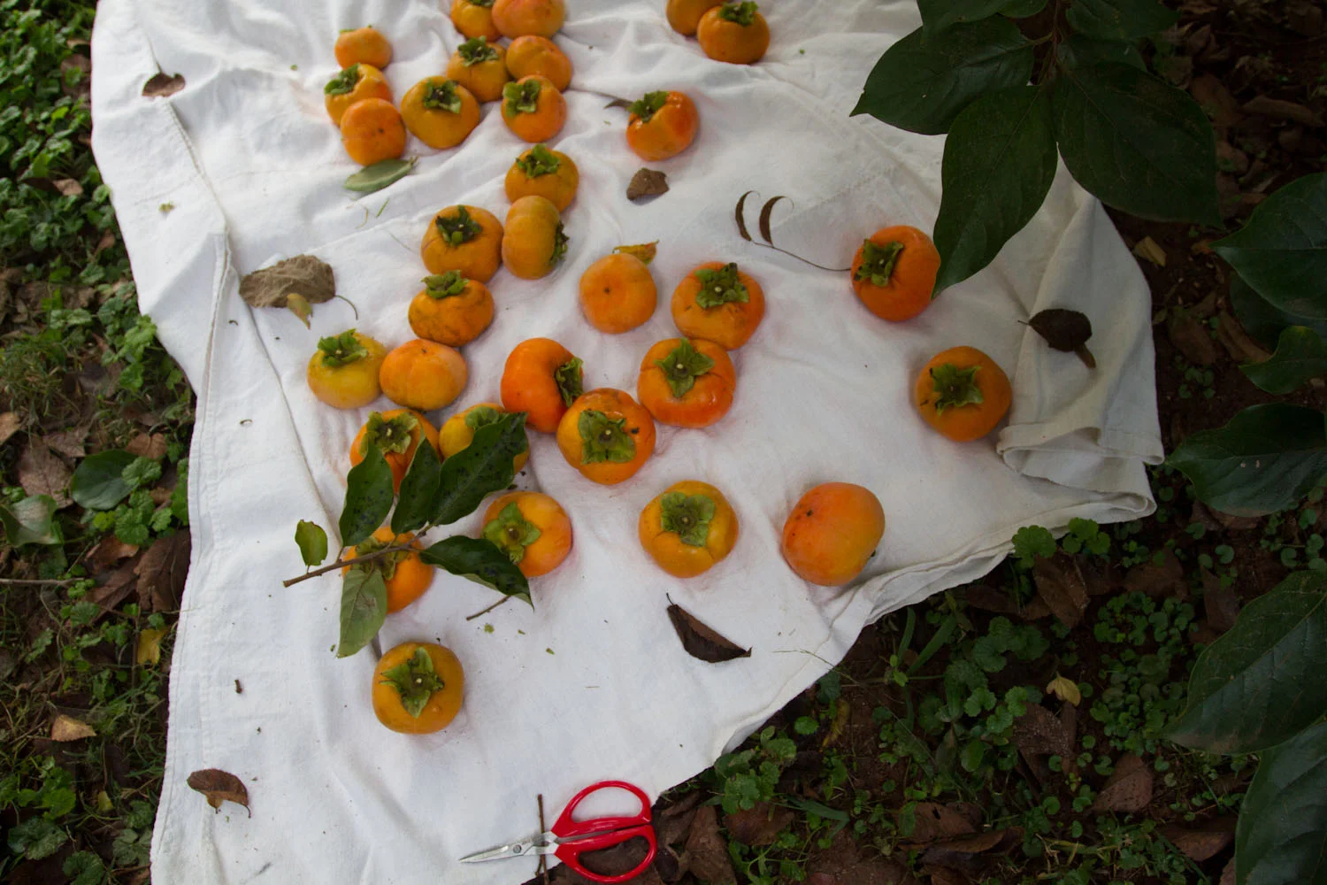 fall_persimmons_poptarts-6987.jpg