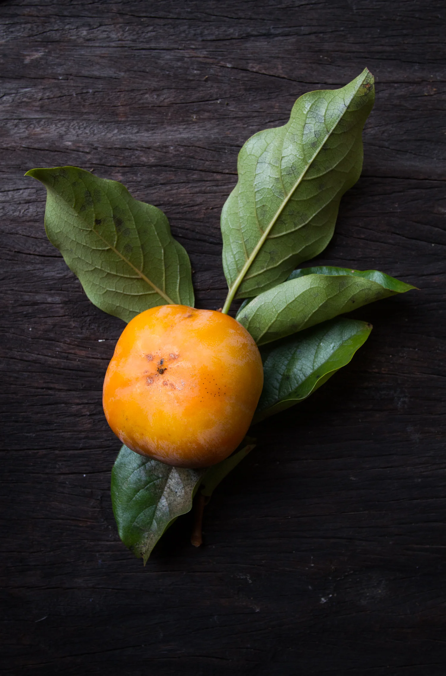 fall_persimmon_poptarts-7031.jpg