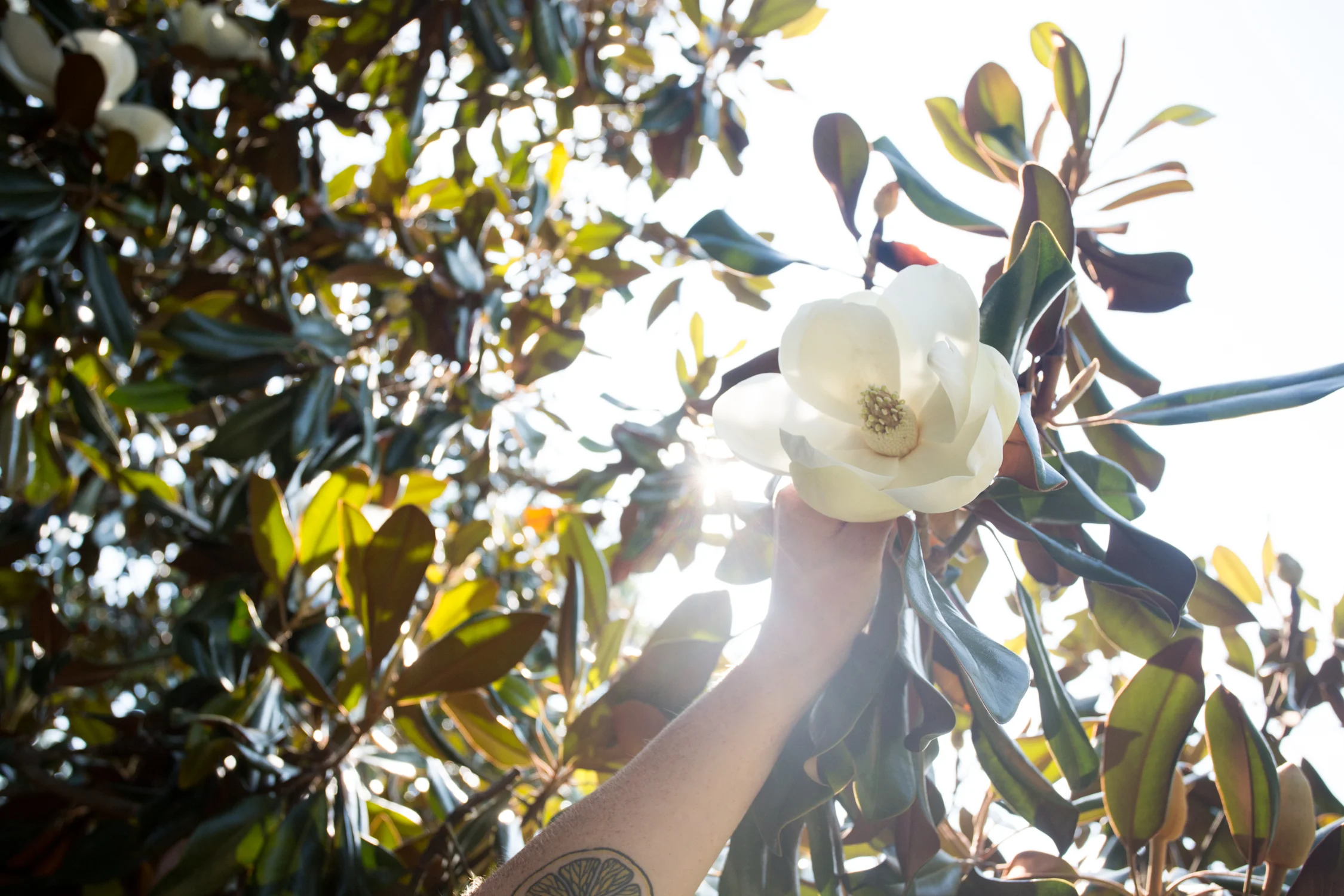 pickled magnolia blossoms-9459.jpg