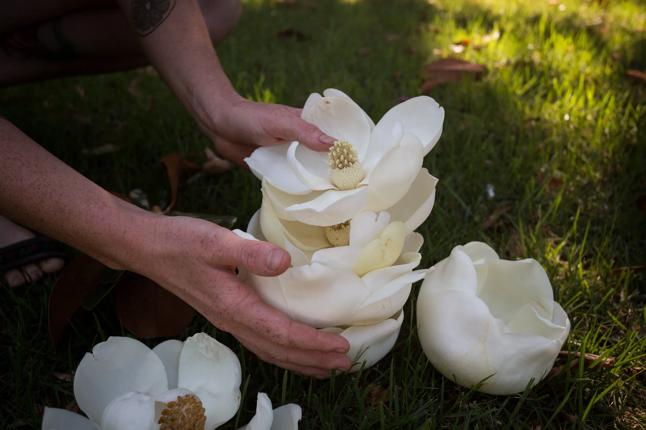 pickled magnolia blossoms-9471.jpg