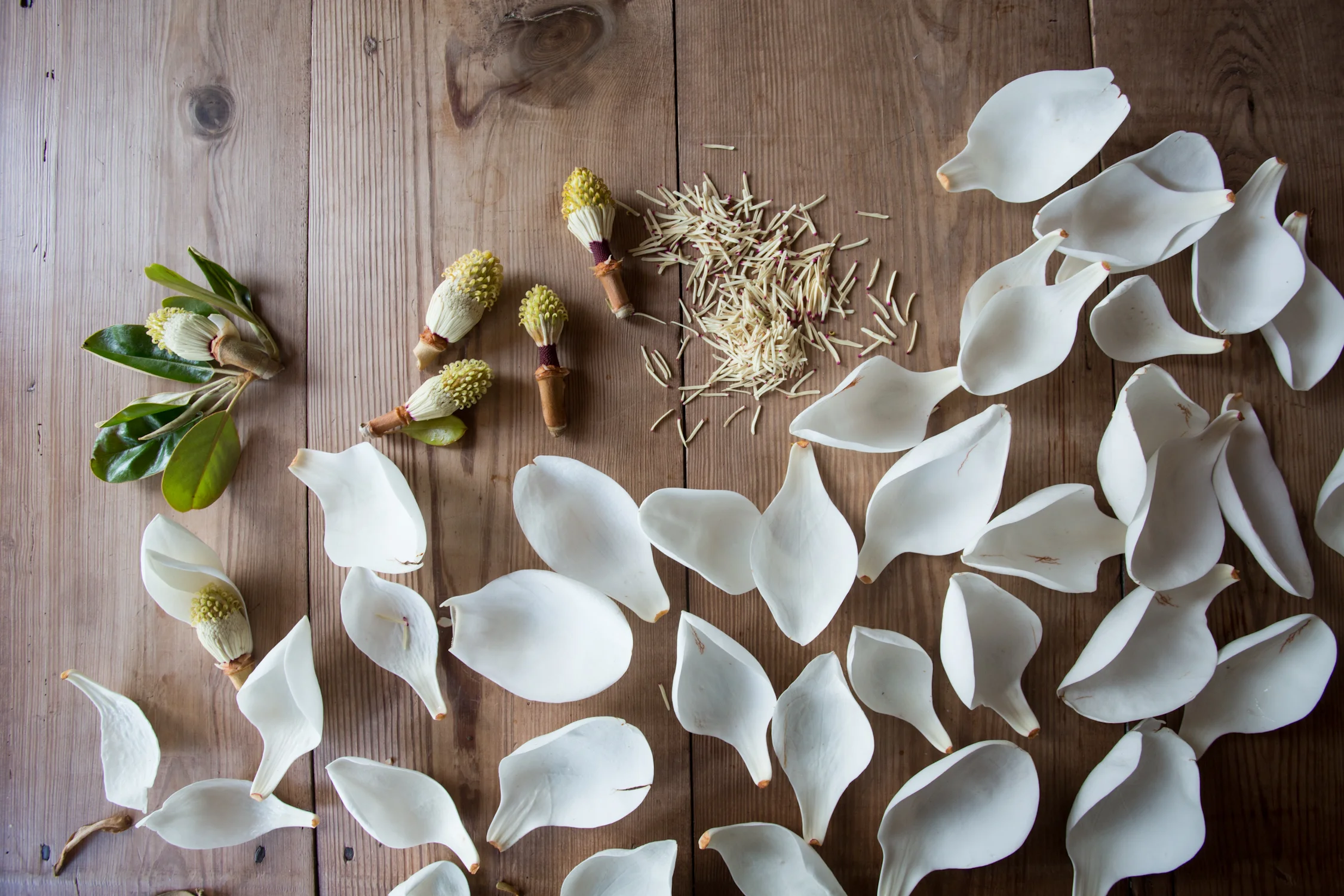 pickled magnolia blossoms-9826.jpg