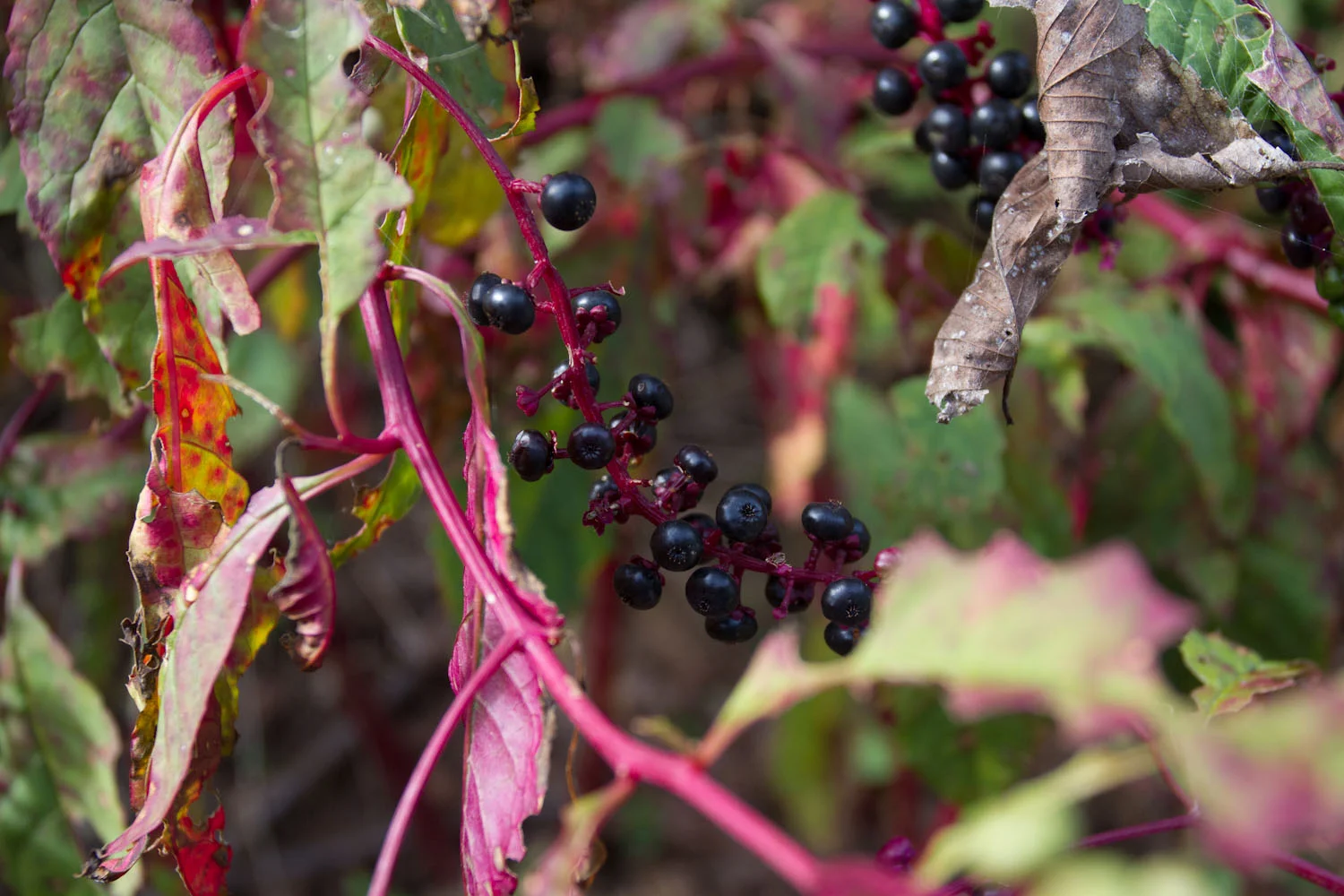 early fall_pokeberries_ink-5435.jpg