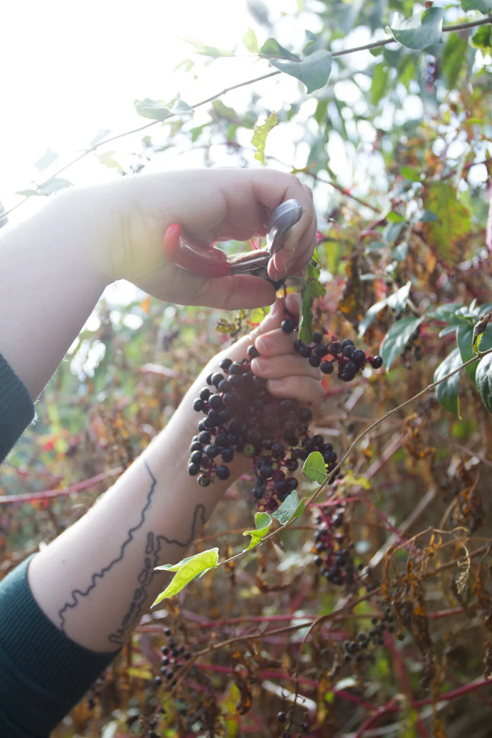 early fall_pokeberries_ink-5436.jpg