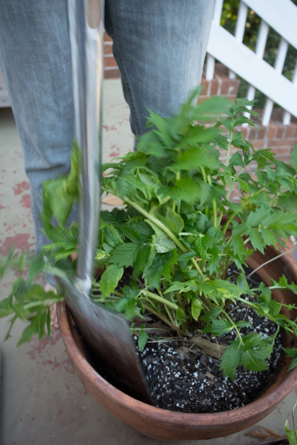 fall_valerian root_tincture-9695.jpg