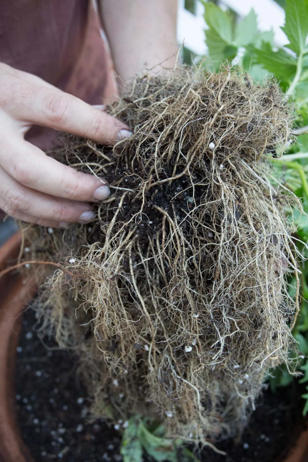 fall_valerian root_tincture-9705.jpg