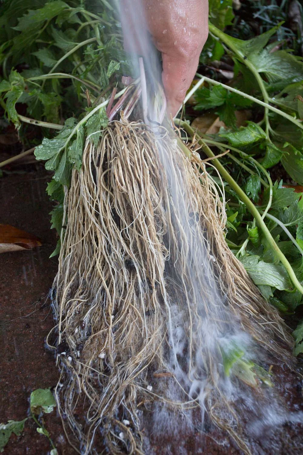 fall_valerian root_tincture-9713.jpg