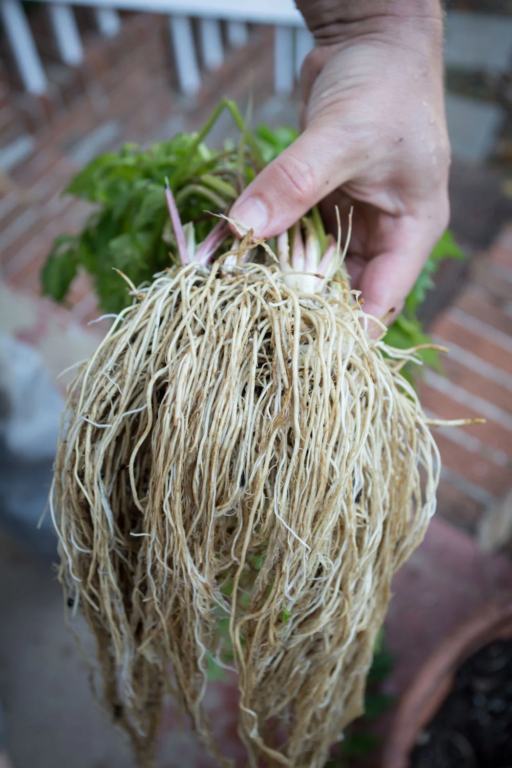 fall_valerian root_tincture-9720.jpg