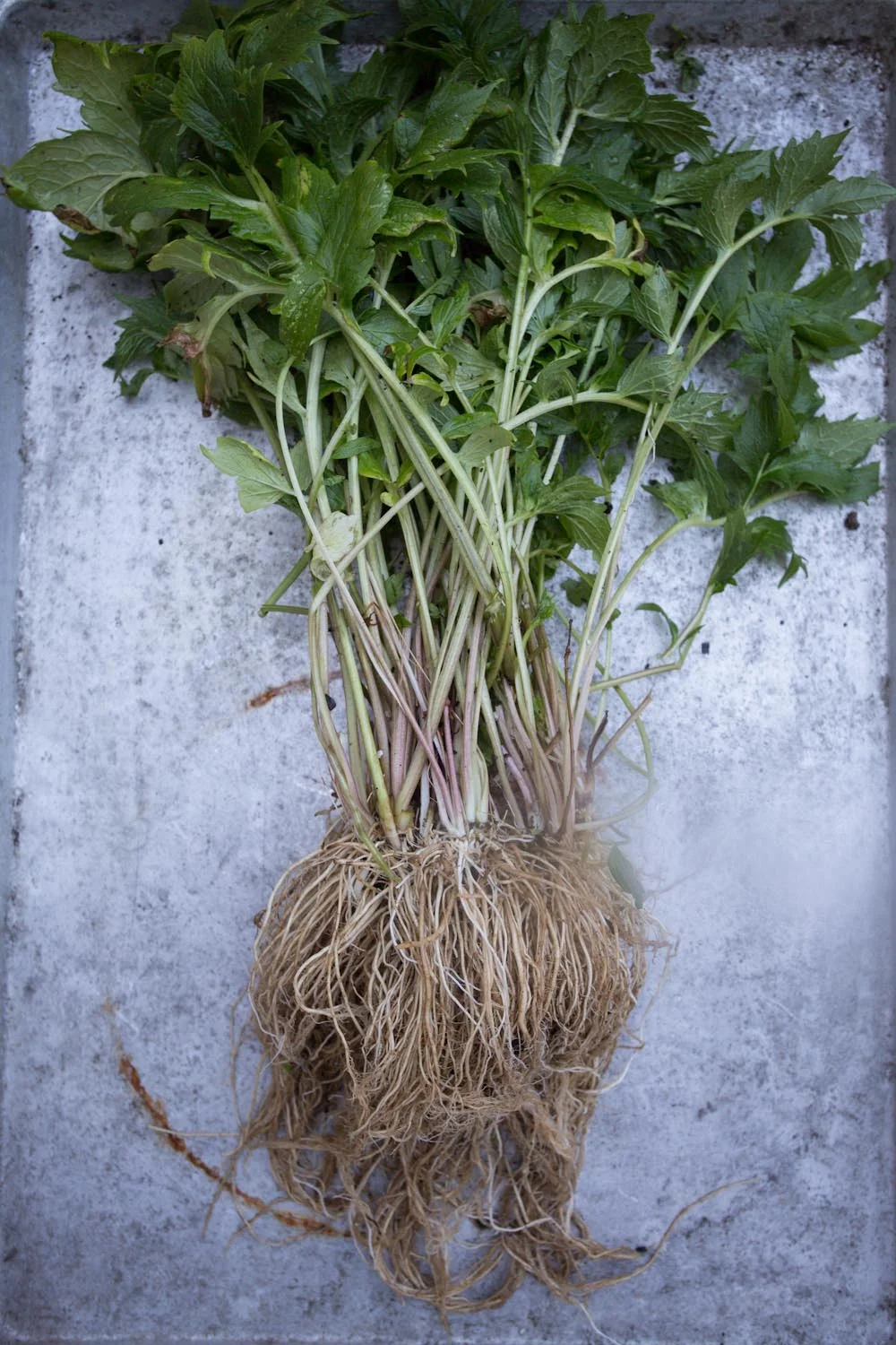 fall_valerian root_tincture-9724.jpg