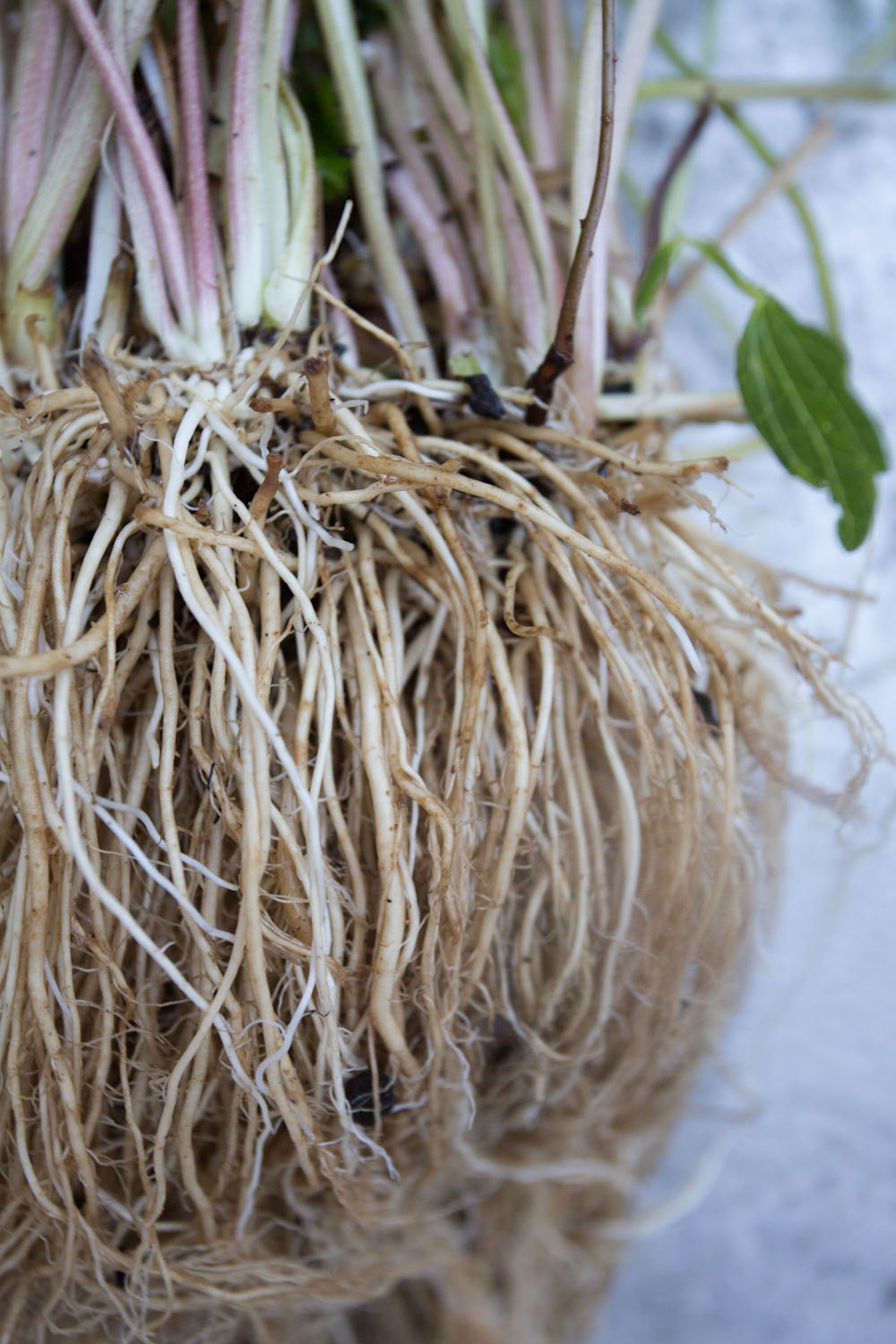 fall_valerian root_tincture-9731.jpg