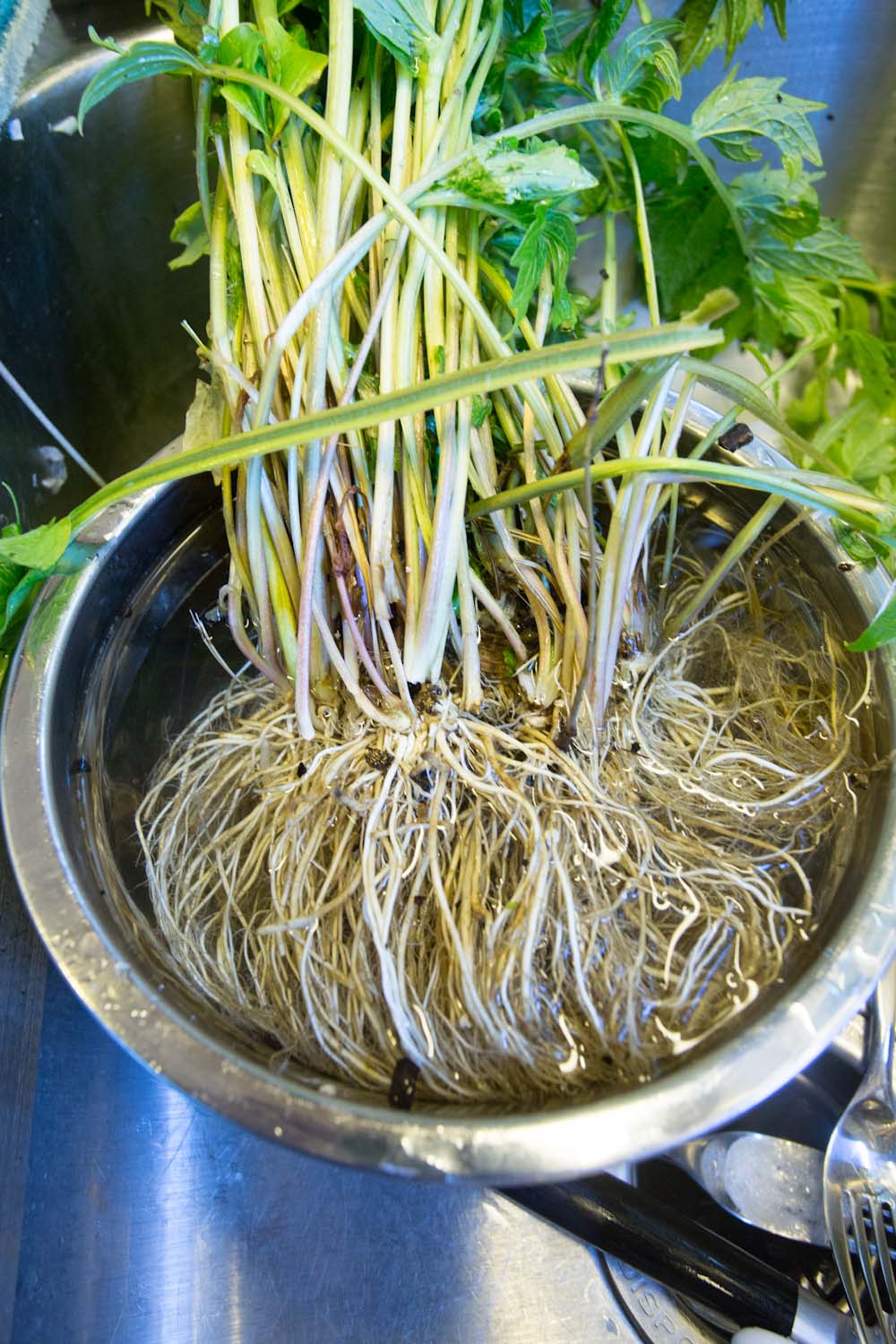 fall_valerian root_tincture-9734.jpg