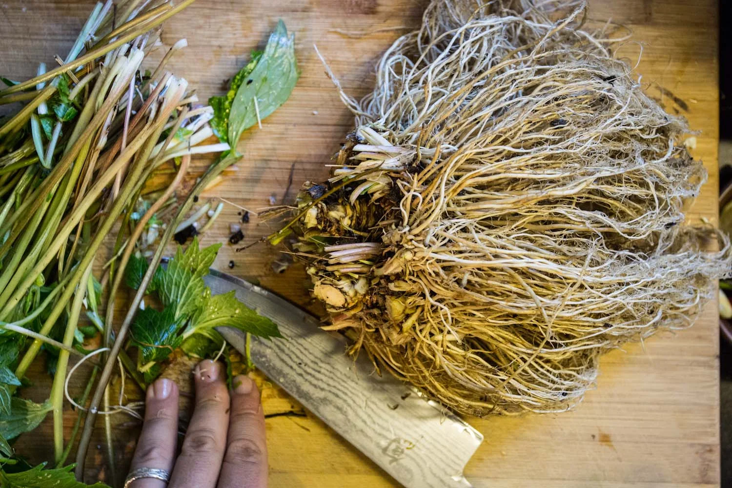 fall_valerian root_tincture-9748.jpg