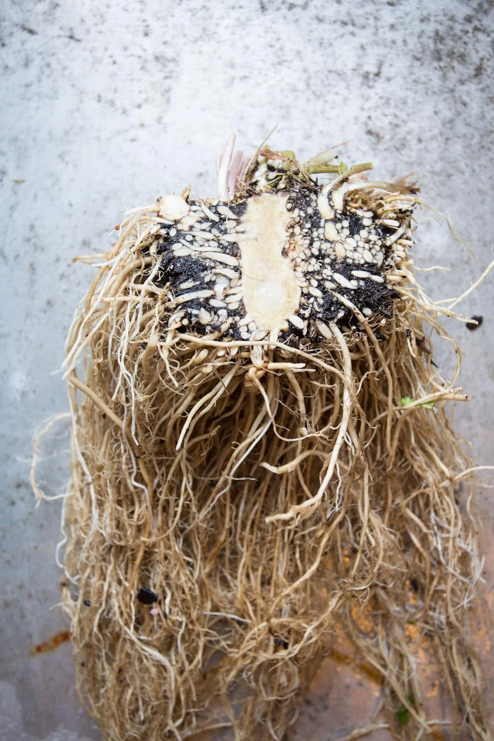 fall_valerian root_tincture-9764.jpg