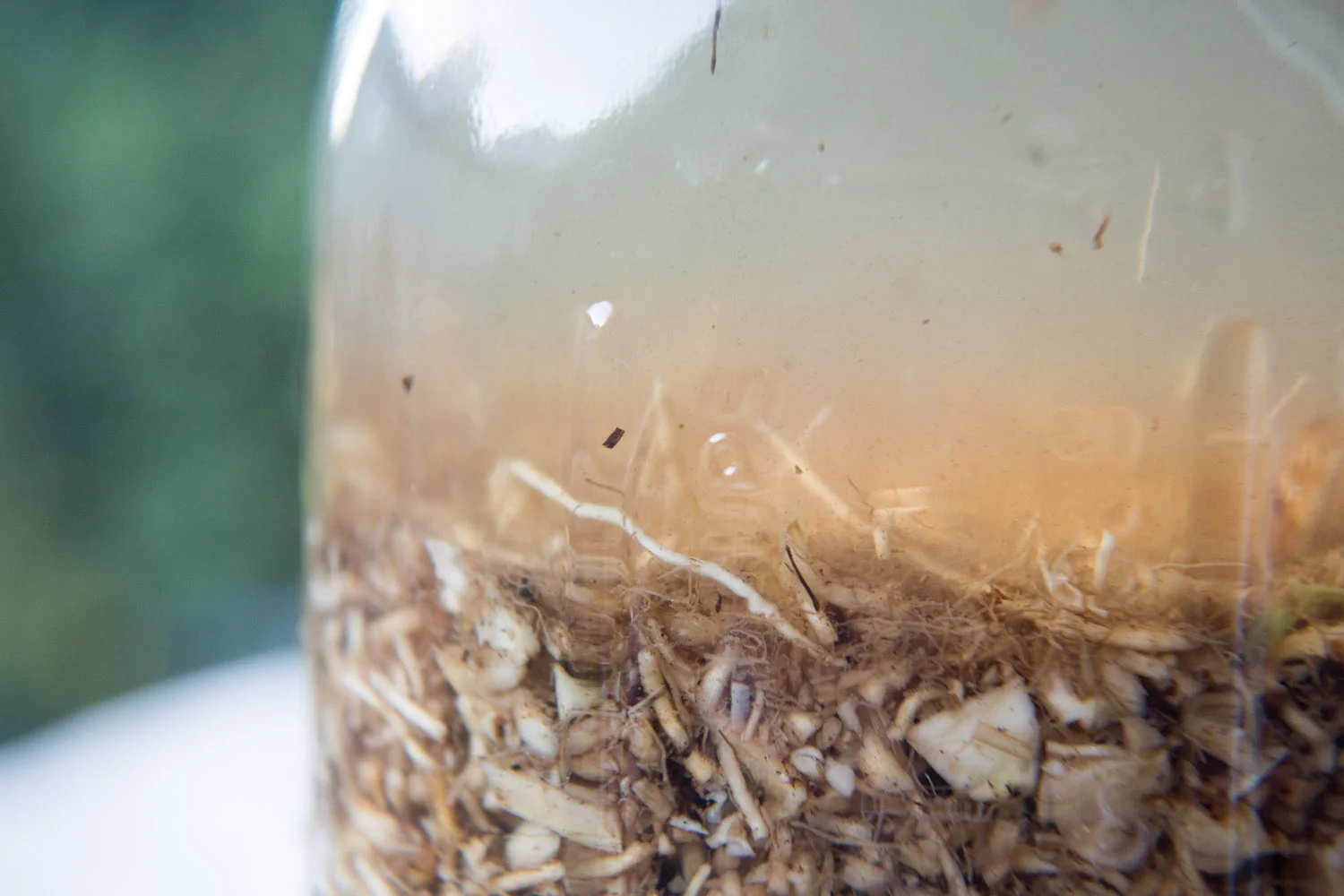 fall_valerian root_tincture-9898.jpg
