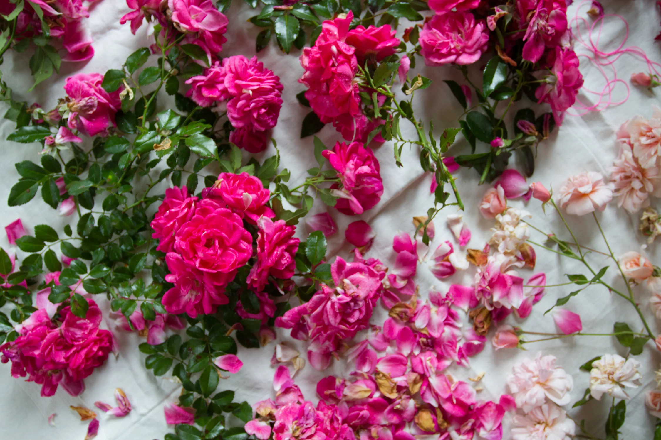 garden roses-6529.jpg