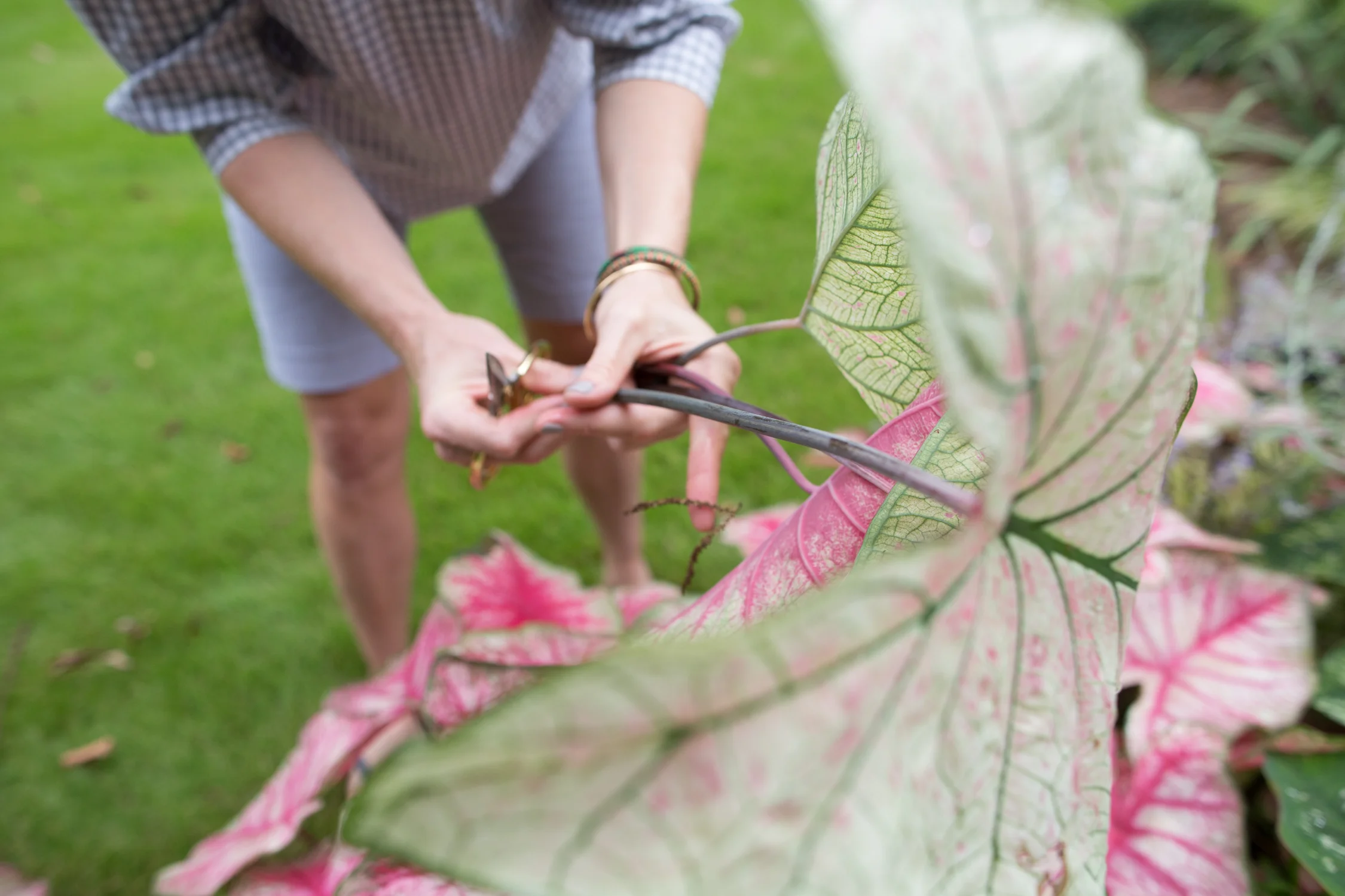 susan hable_garden inspiration-5692.jpg