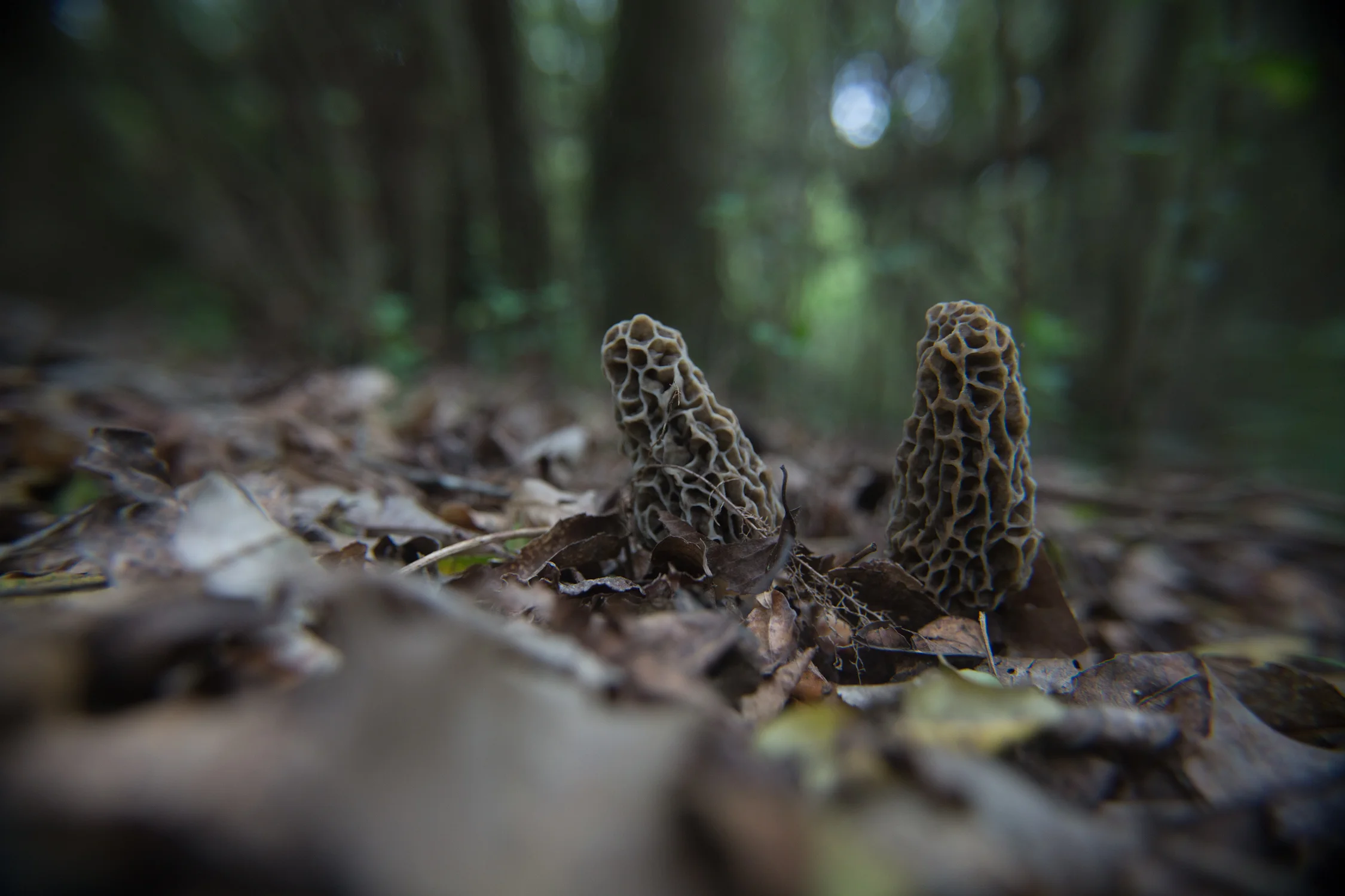 bob in woods-4309.jpg