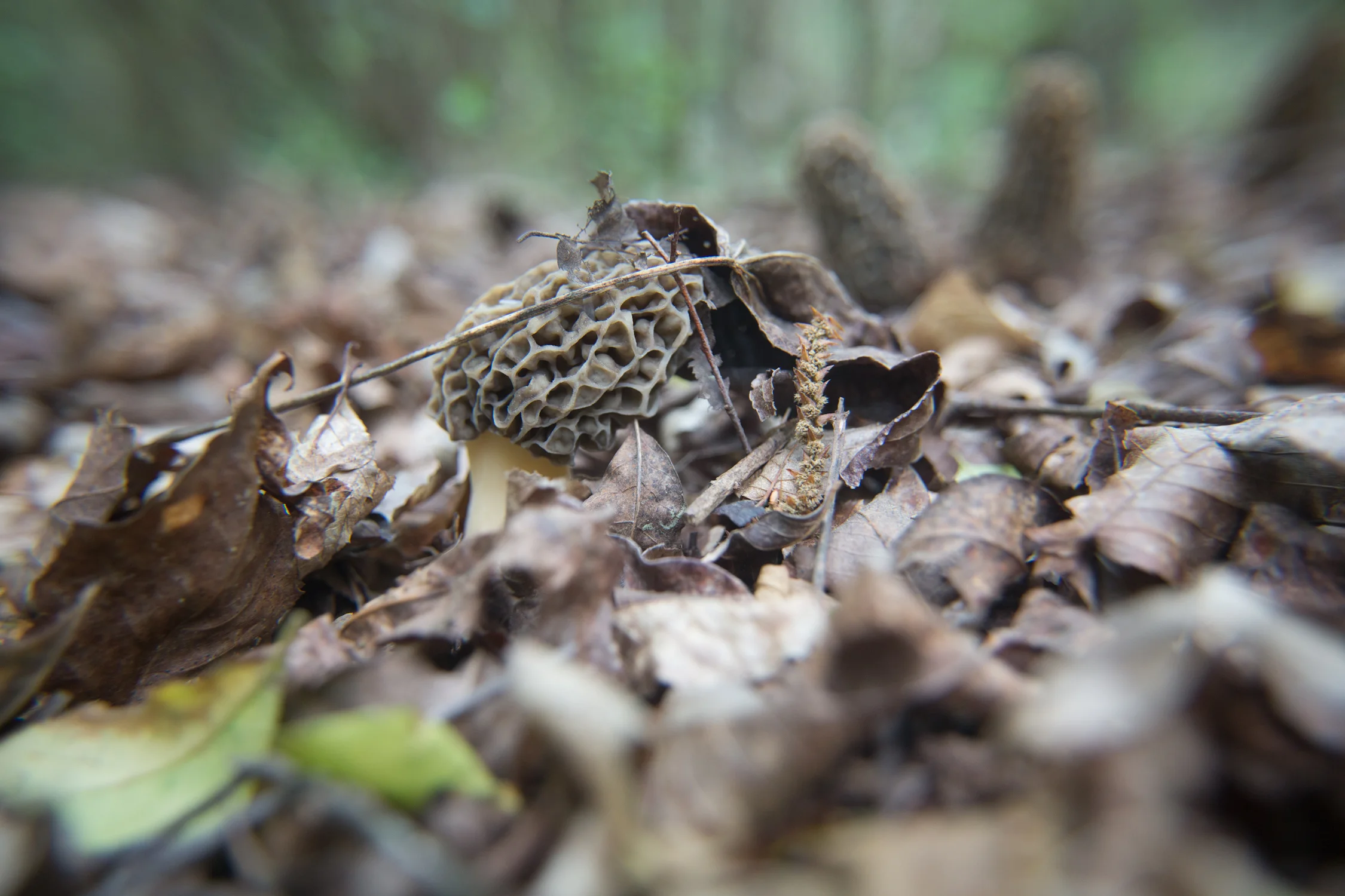 bob in woods-4313.jpg