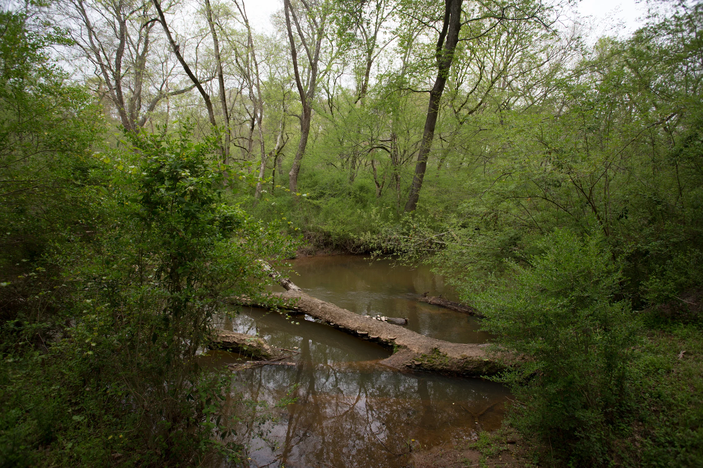 foraging_bob-4293.jpg