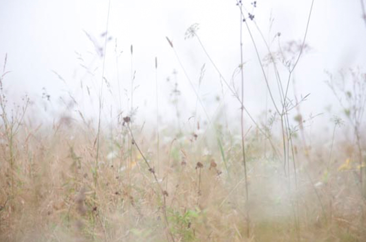 fogged field.png