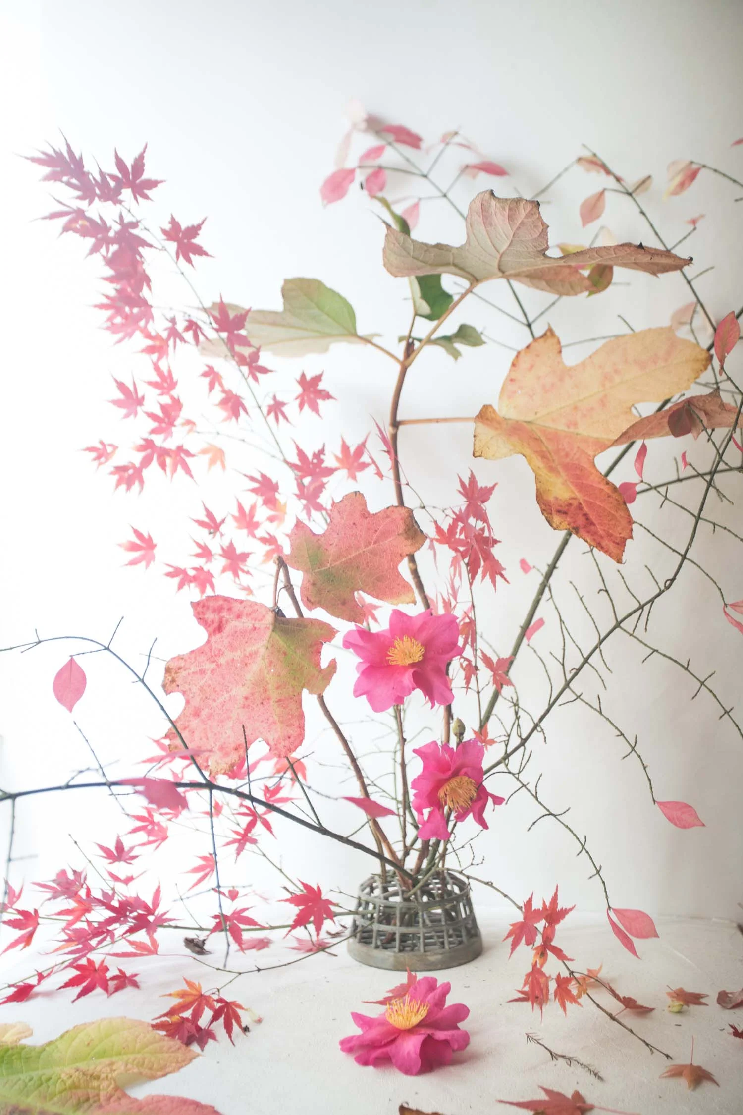 RA_salmons and pinks-201512031167.jpg