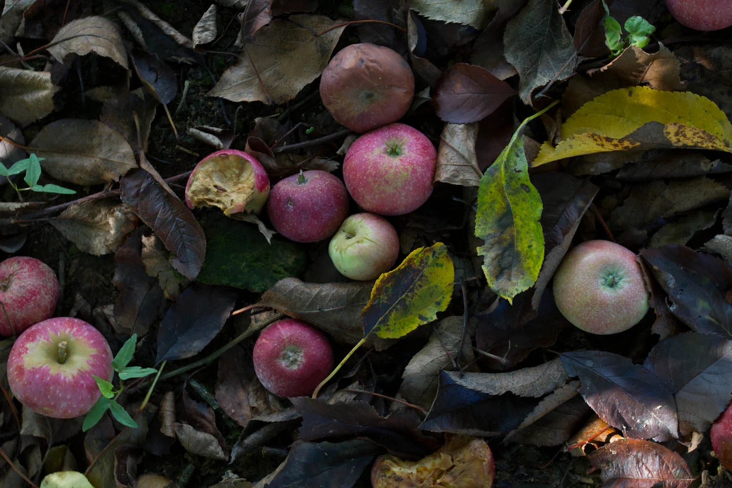 early fall_apples-5254.jpg