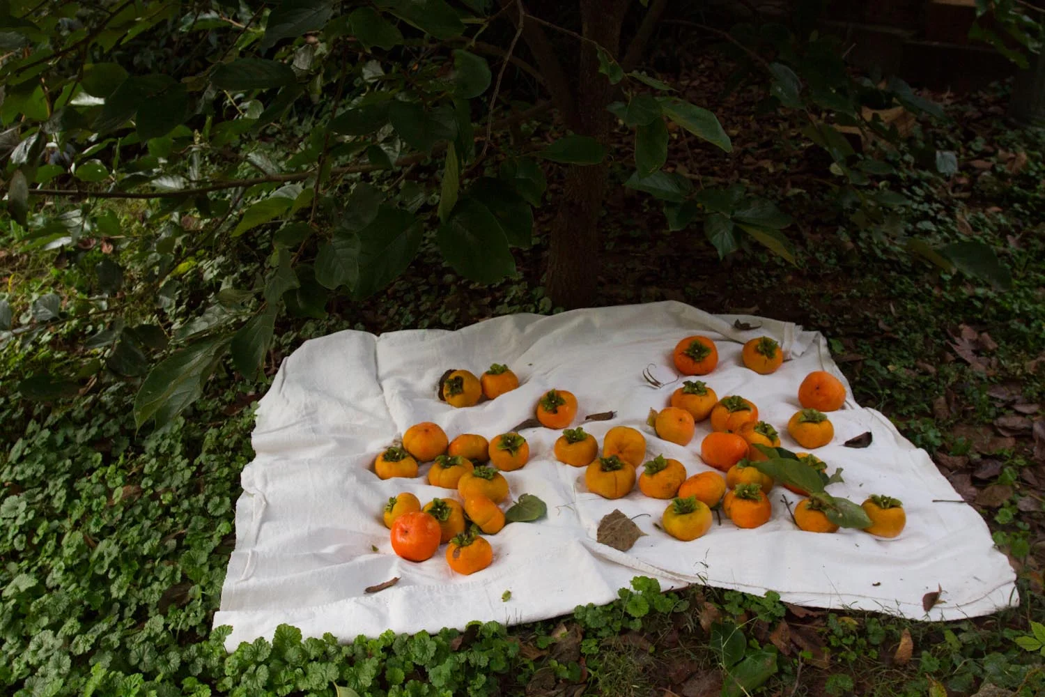 fall_persimmons_poptarts-6989.jpg