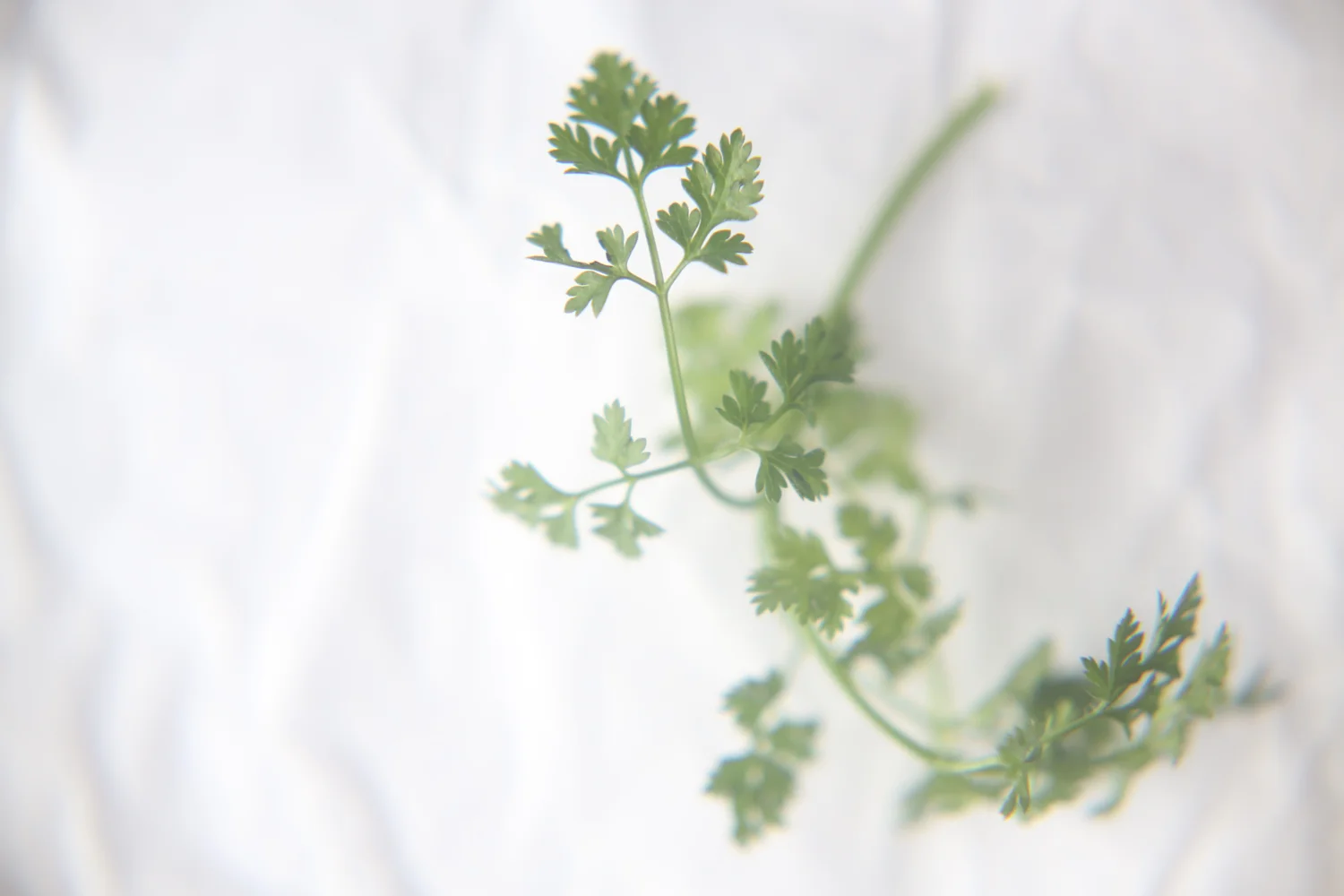 herbs-0112.jpg