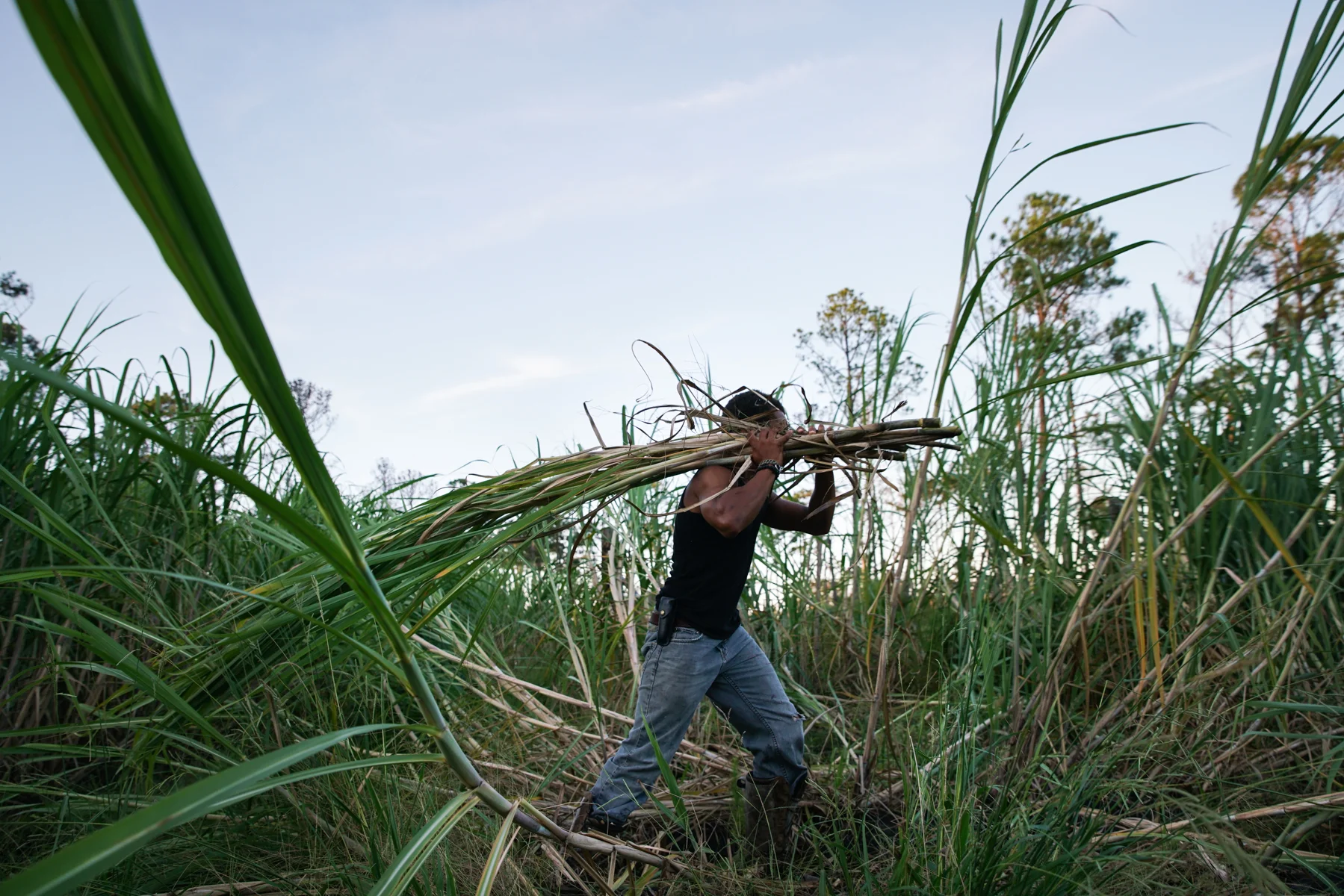 harvest_sapelo_purple ribbon cane-2018101106706.jpg