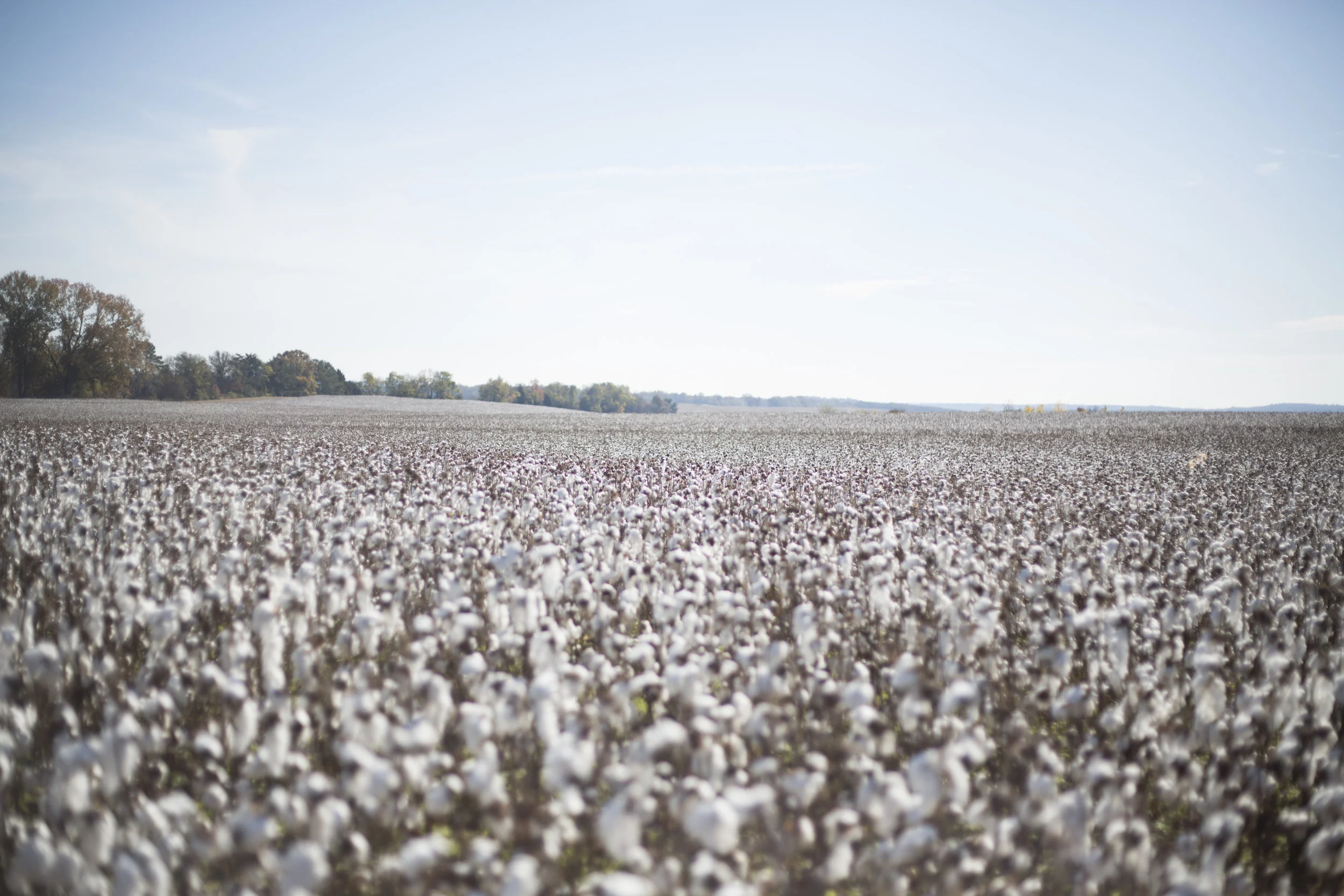 alabama cotton picking-9104.jpg