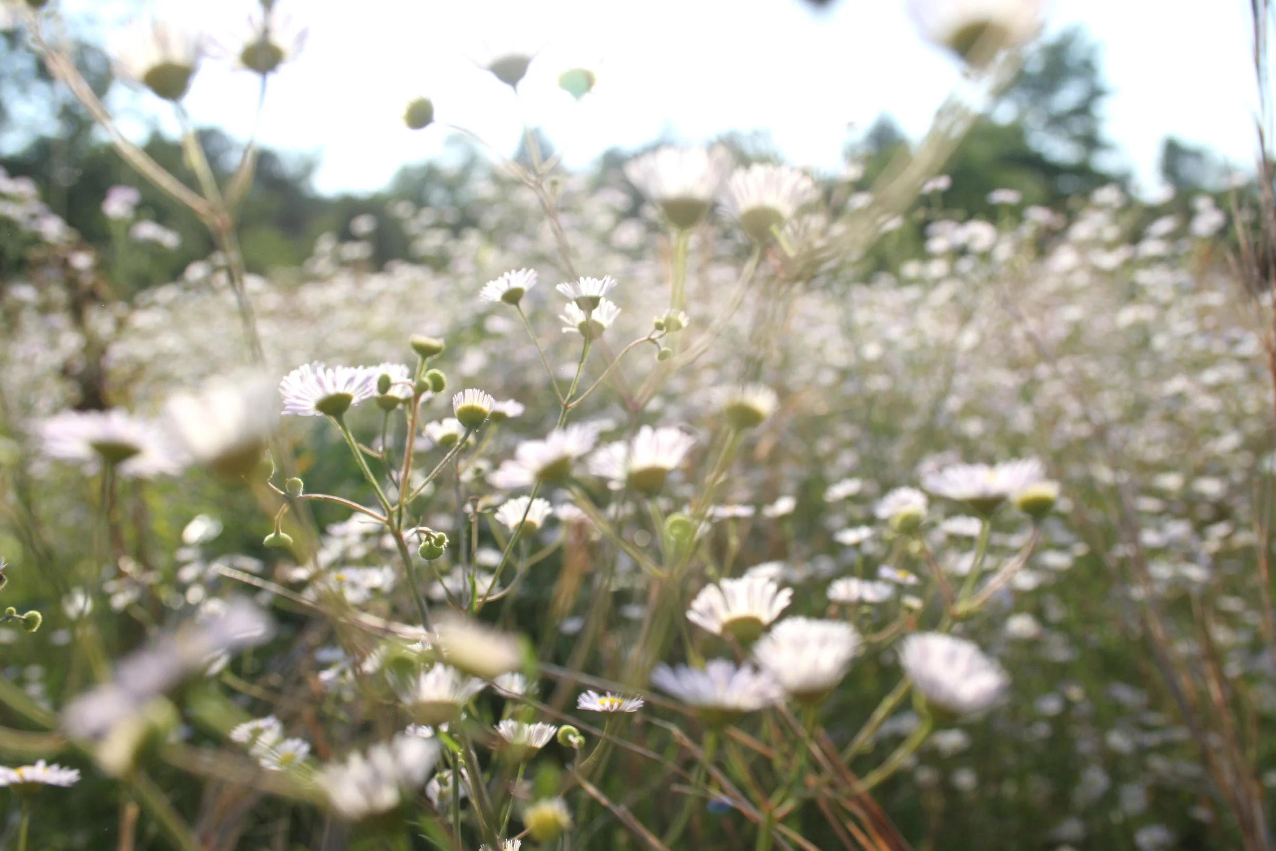 botanicals_quarry_flowers-.jpg