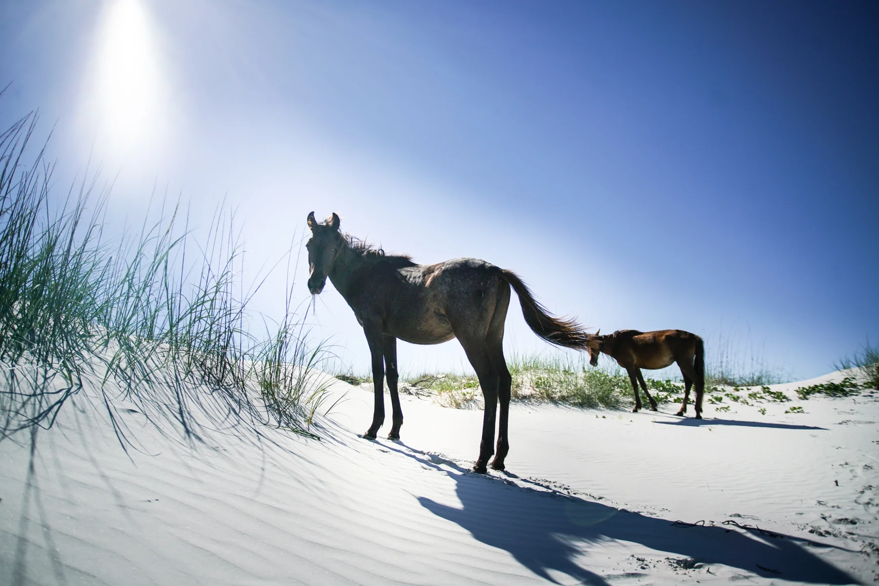 greyfield inn_cumberland island-2017052503338.jpg