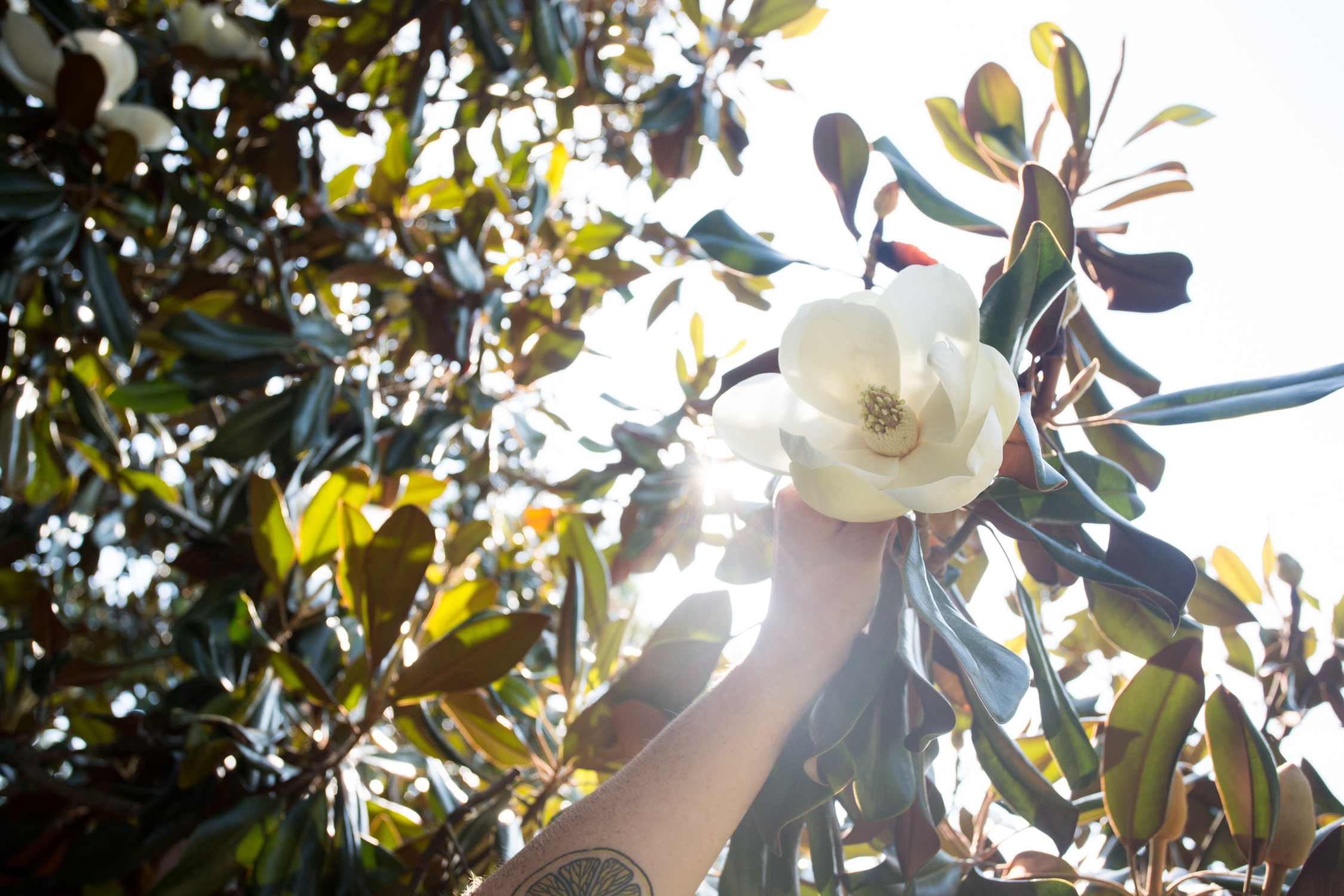 MAGNOLIAS