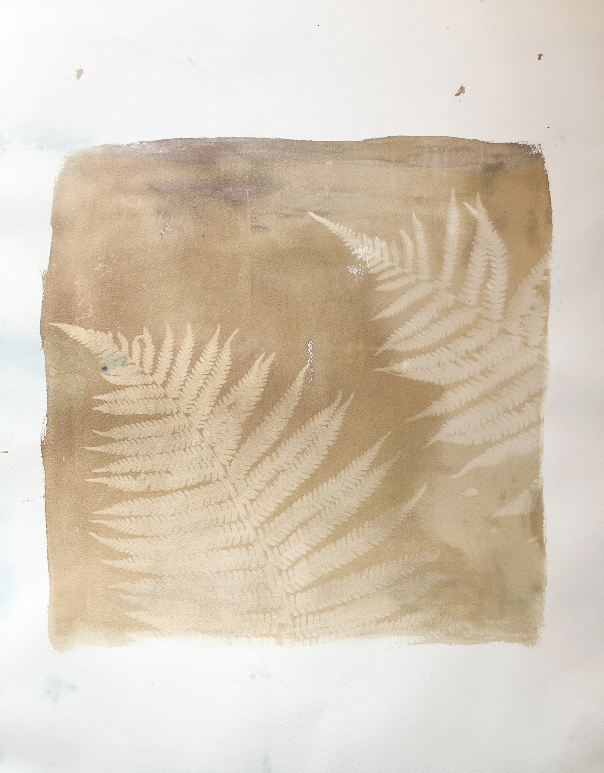 2ferns in square_sepia_22x30-1269.jpg