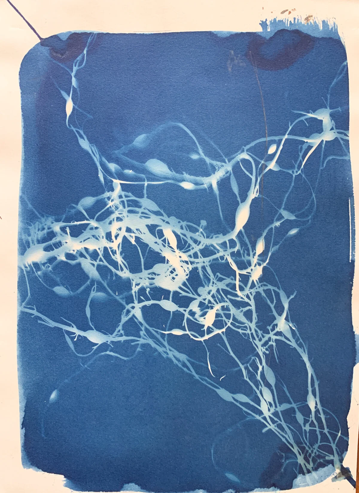 seaweed 6_cyan_10x14-1272.jpg