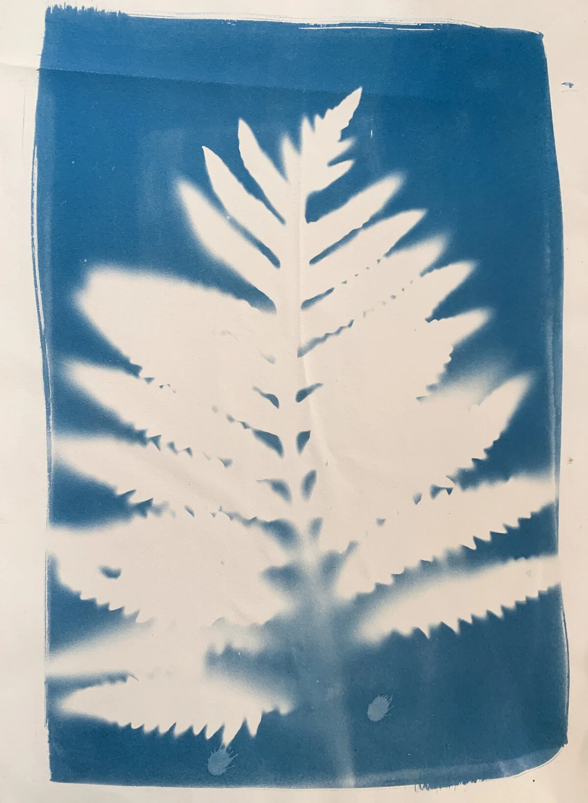 ferns_cyan_14x20-1283.jpg