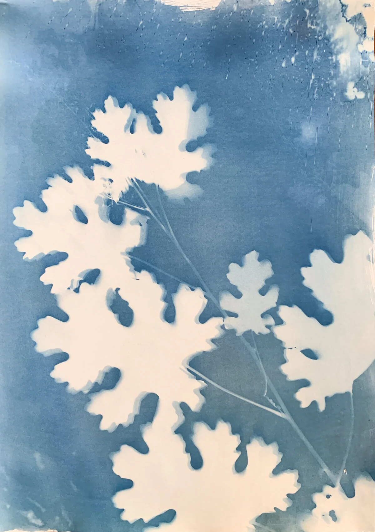 plume_cyan_14x20-1286.jpg