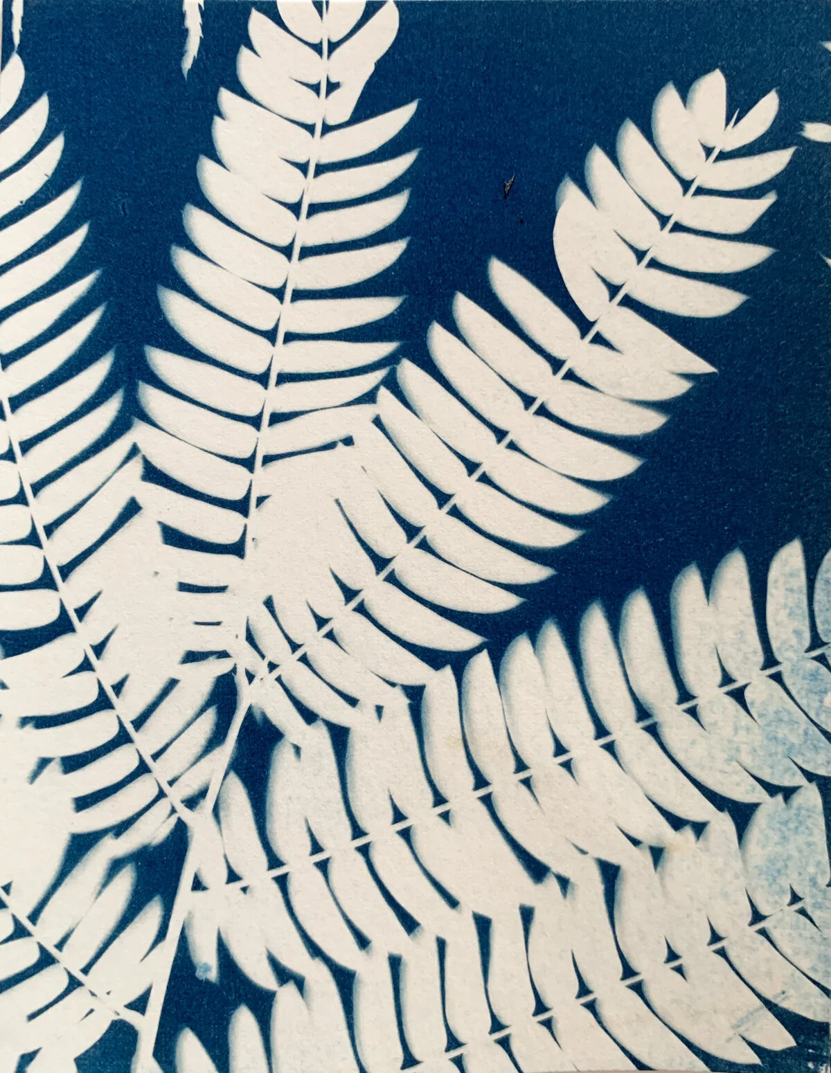 mimosa_cyan_4x5-1330.jpg