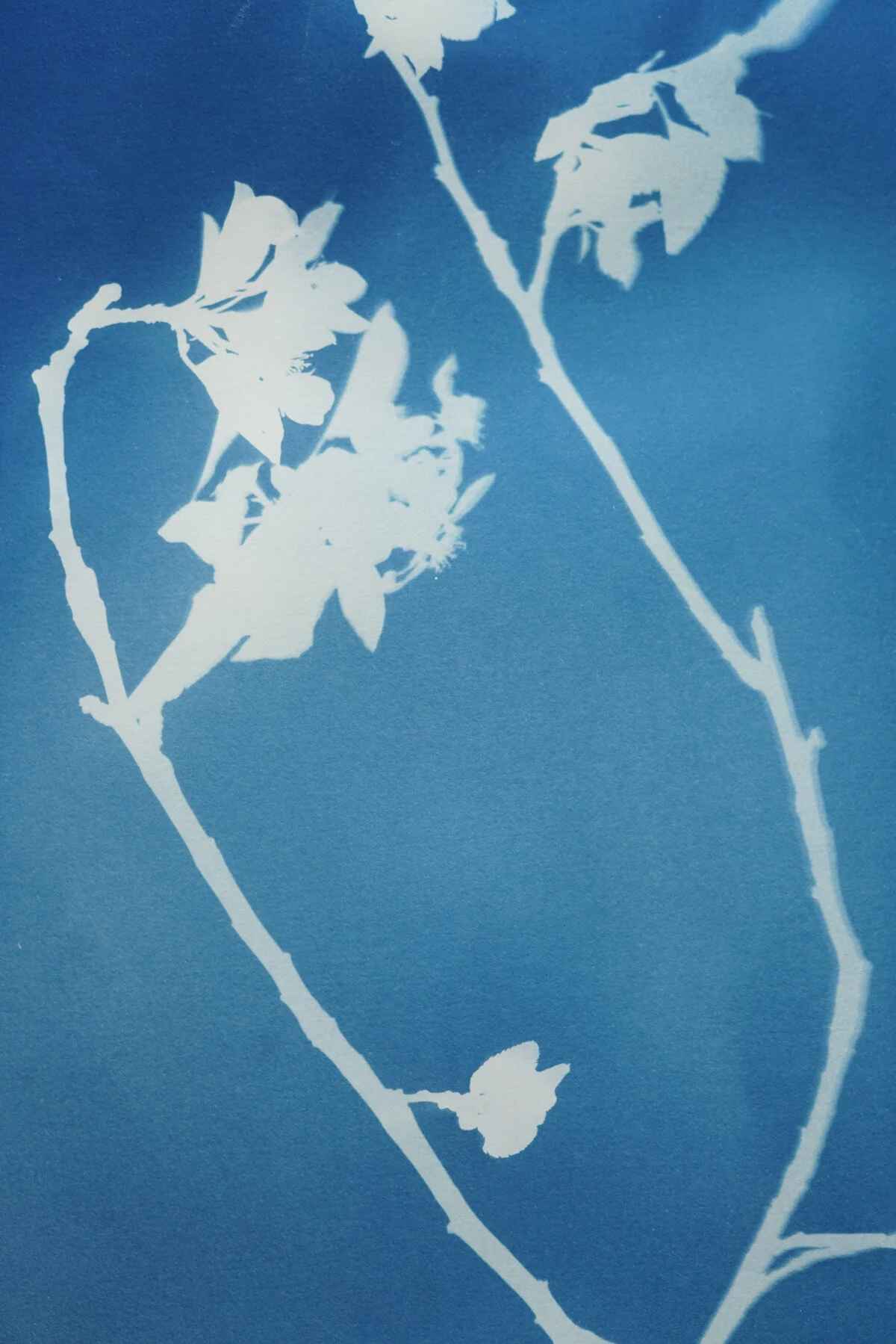 2021_spring_light drawings-08217.jpg