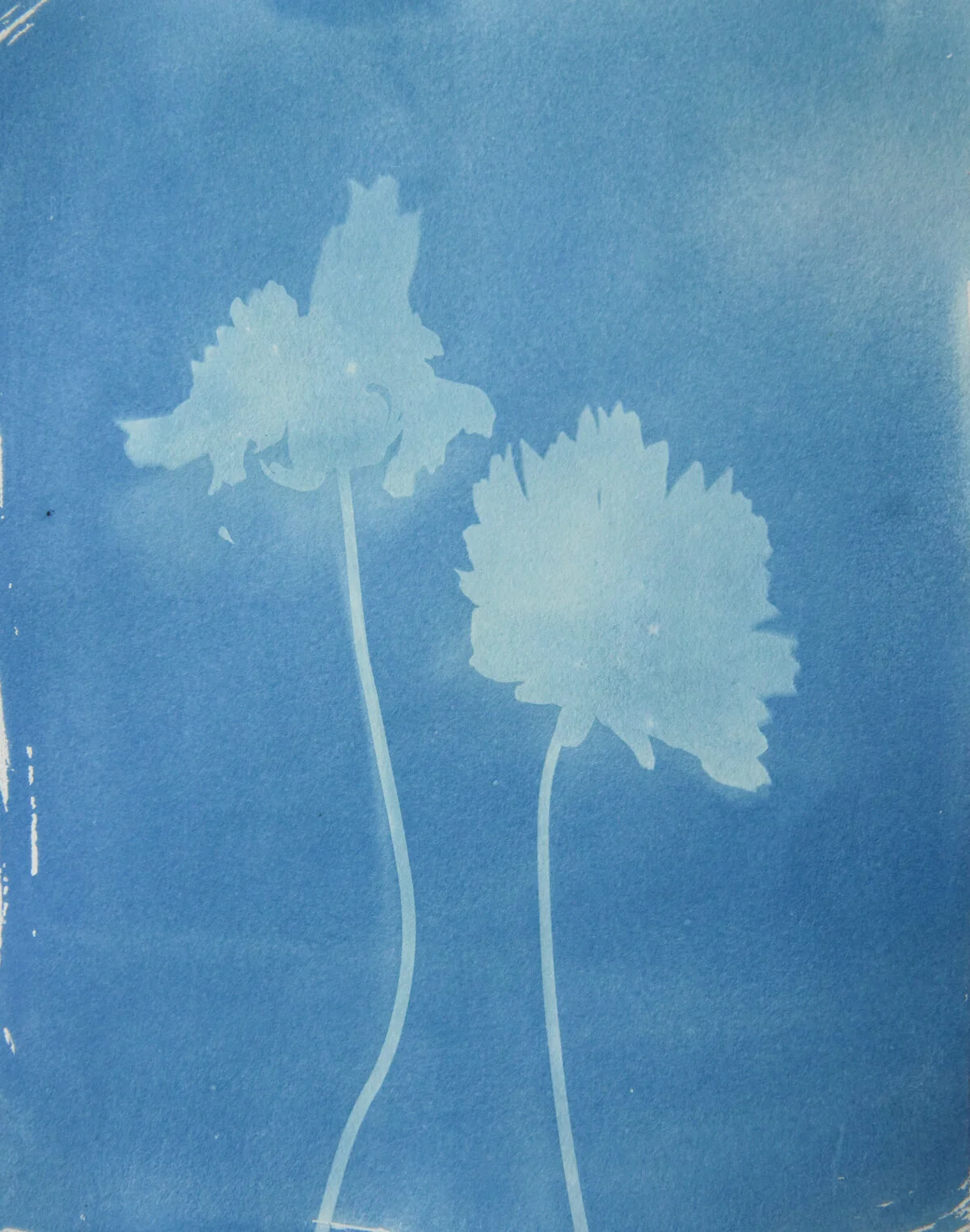 5.5x7.5_ two cosmos-04532.jpg