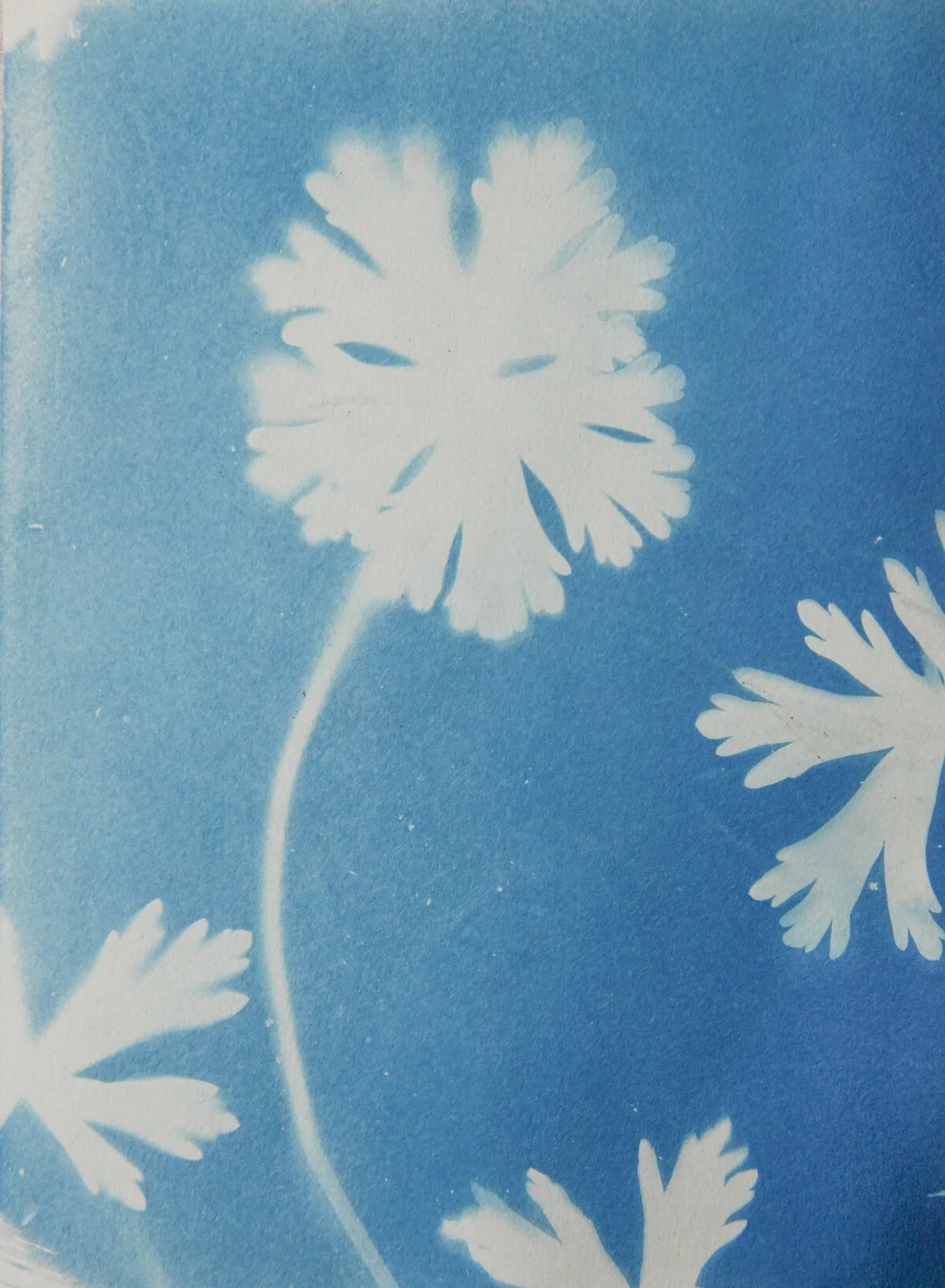 5.5x7.5_ wild geraniums-04533.jpg