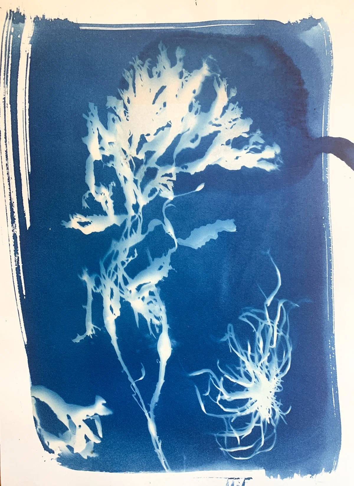 cyanotype_seaweed_10x14-4315.jpg