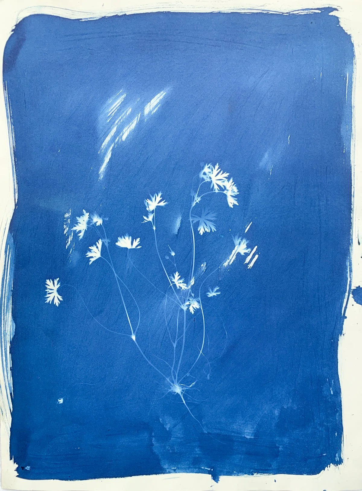 cyanotype_weeds_18x24-4240.jpg