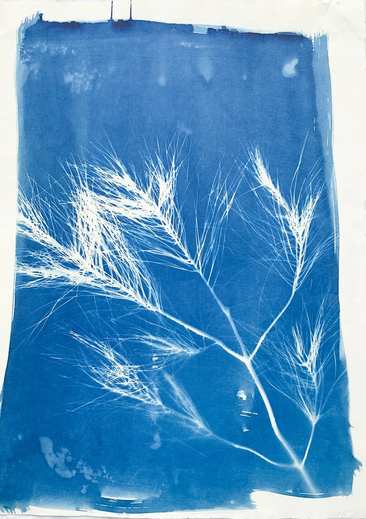 cyanotype_longleaf pine_22x30-4239.jpg