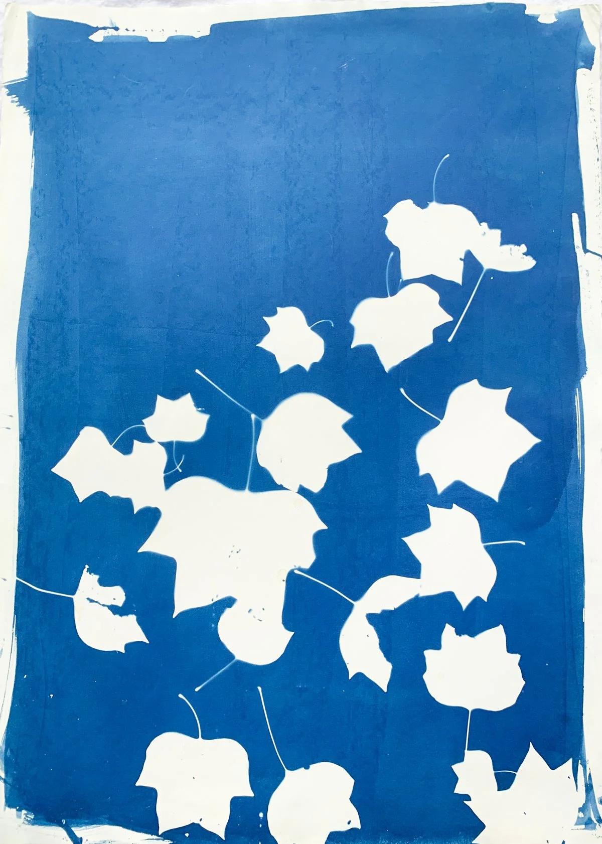 cyanotype_poplar_22x30-4238.jpg