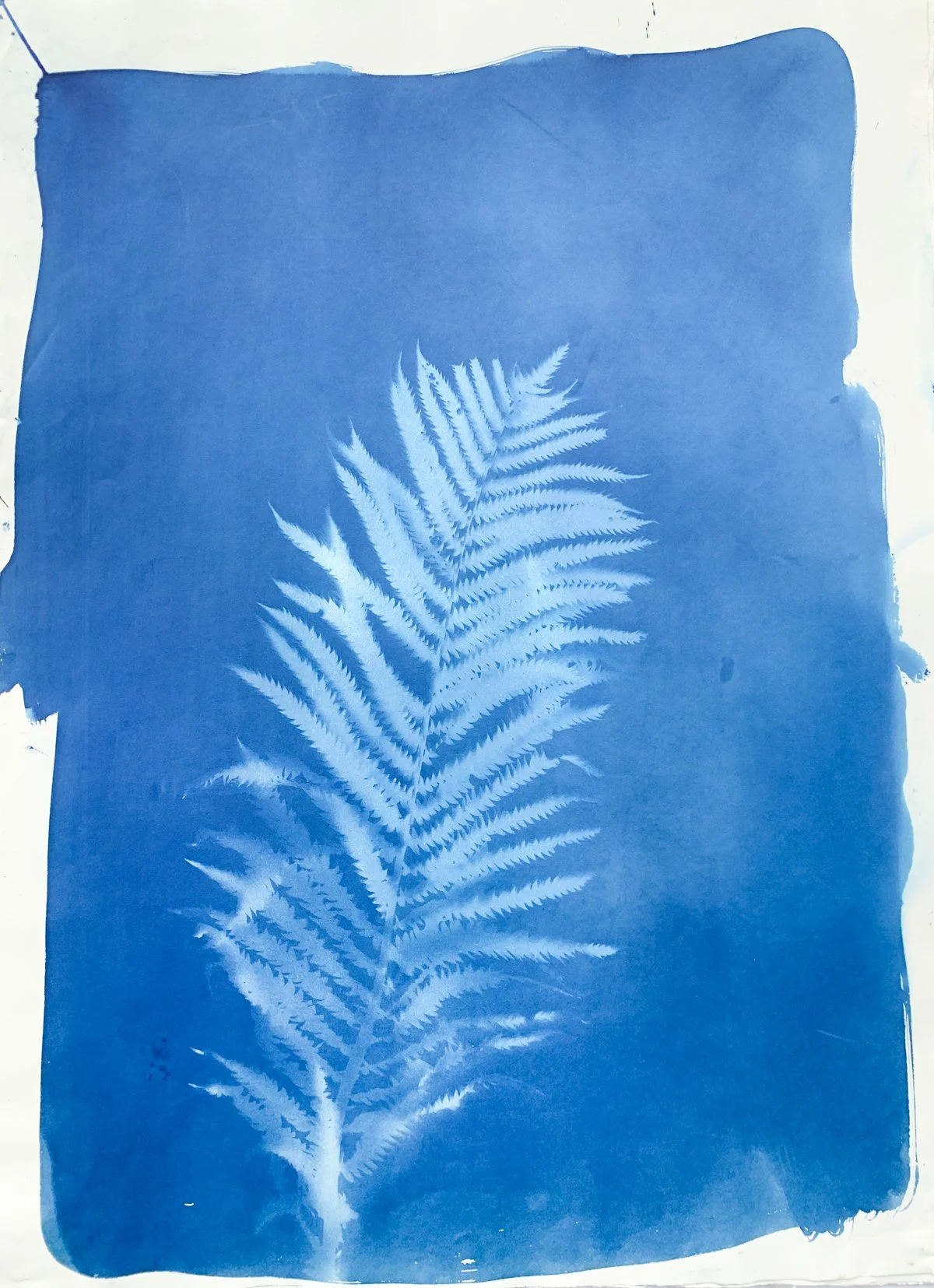cyanotype_fern_22x30-4234.jpg