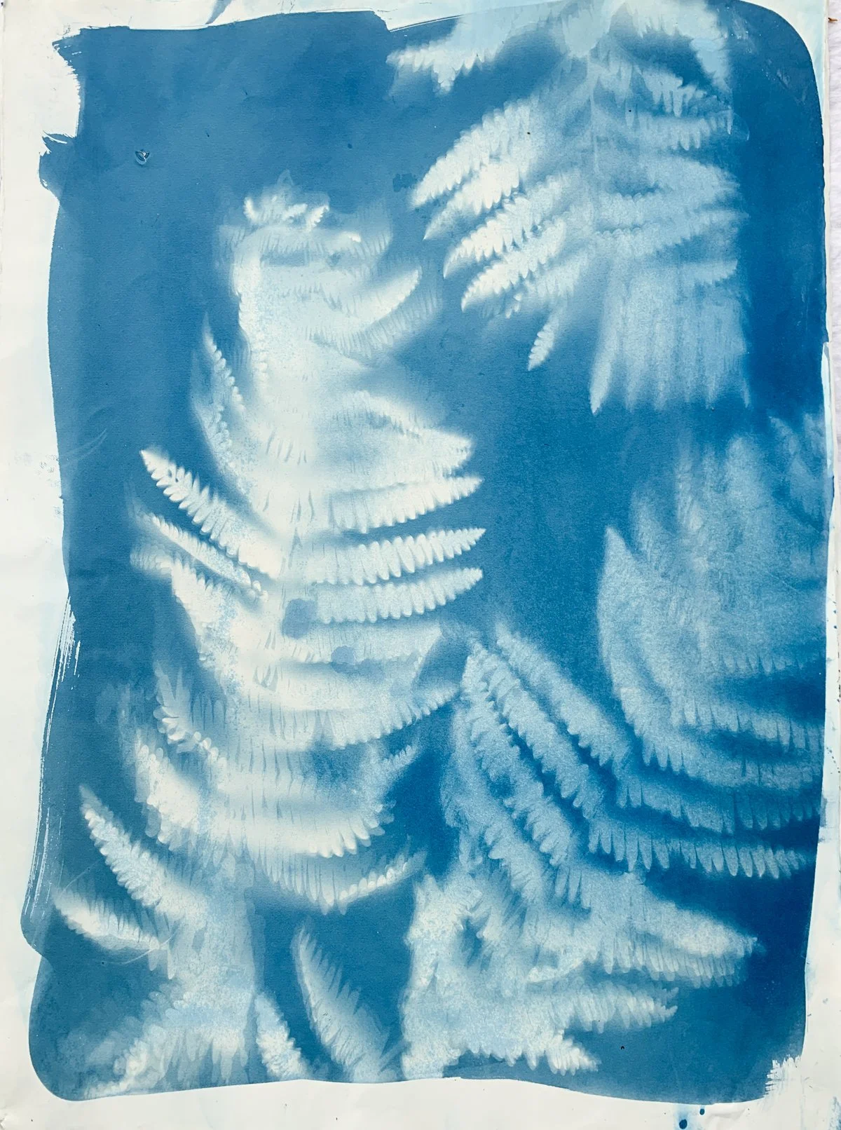 cyanotype_ferns_22x30-4233.jpg